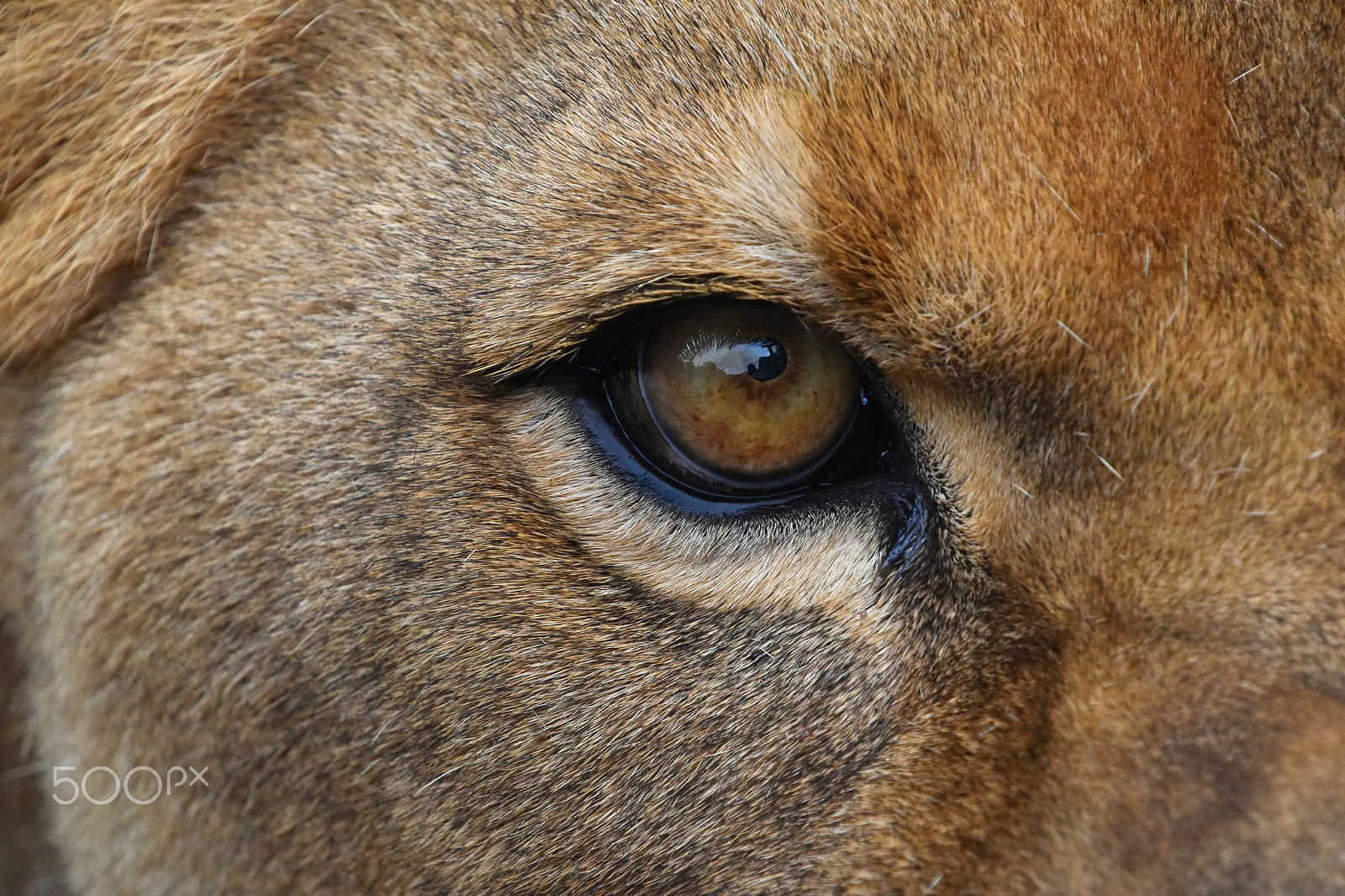 Nikon D5500 + Nikon AF-S DX Nikkor 18-300mm F3.5-6.3G ED VR sample photo. African lioness eye extreme close up photography