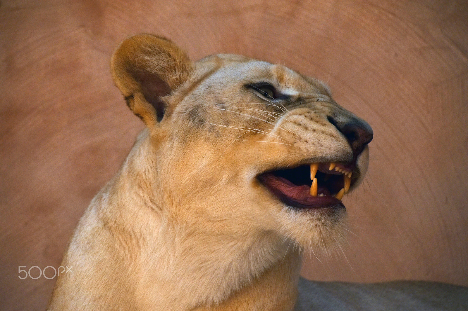 Nikon D5500 + Nikon AF-S DX Nikkor 18-300mm F3.5-6.3G ED VR sample photo. African lioness close up yawn photography