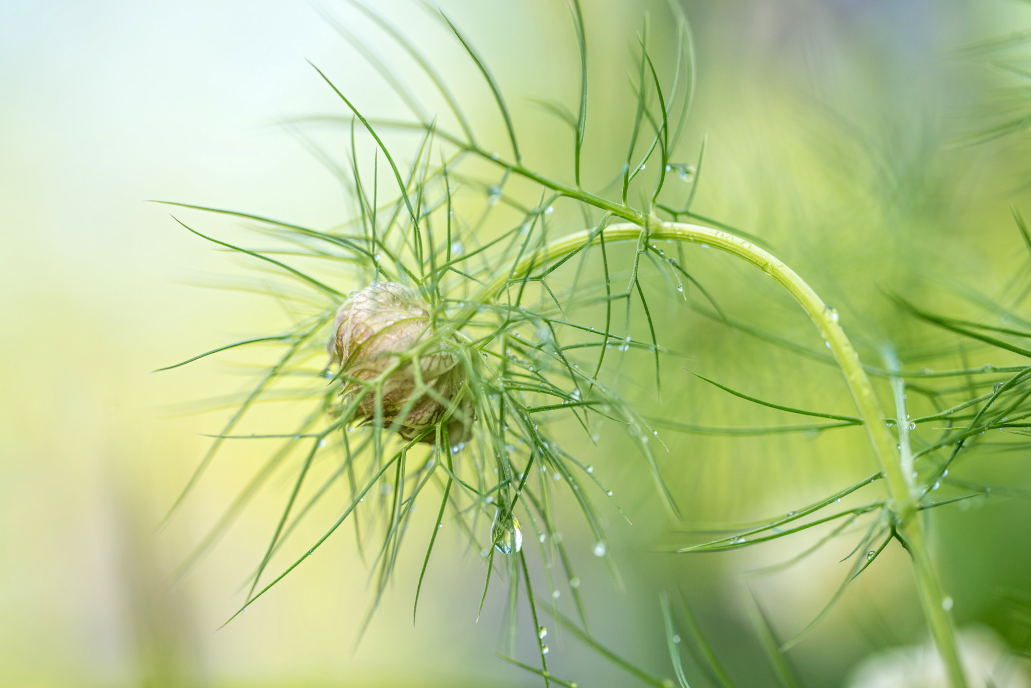 Sigma 150mm F2.8 EX DG OS Macro HSM sample photo. Jg photography