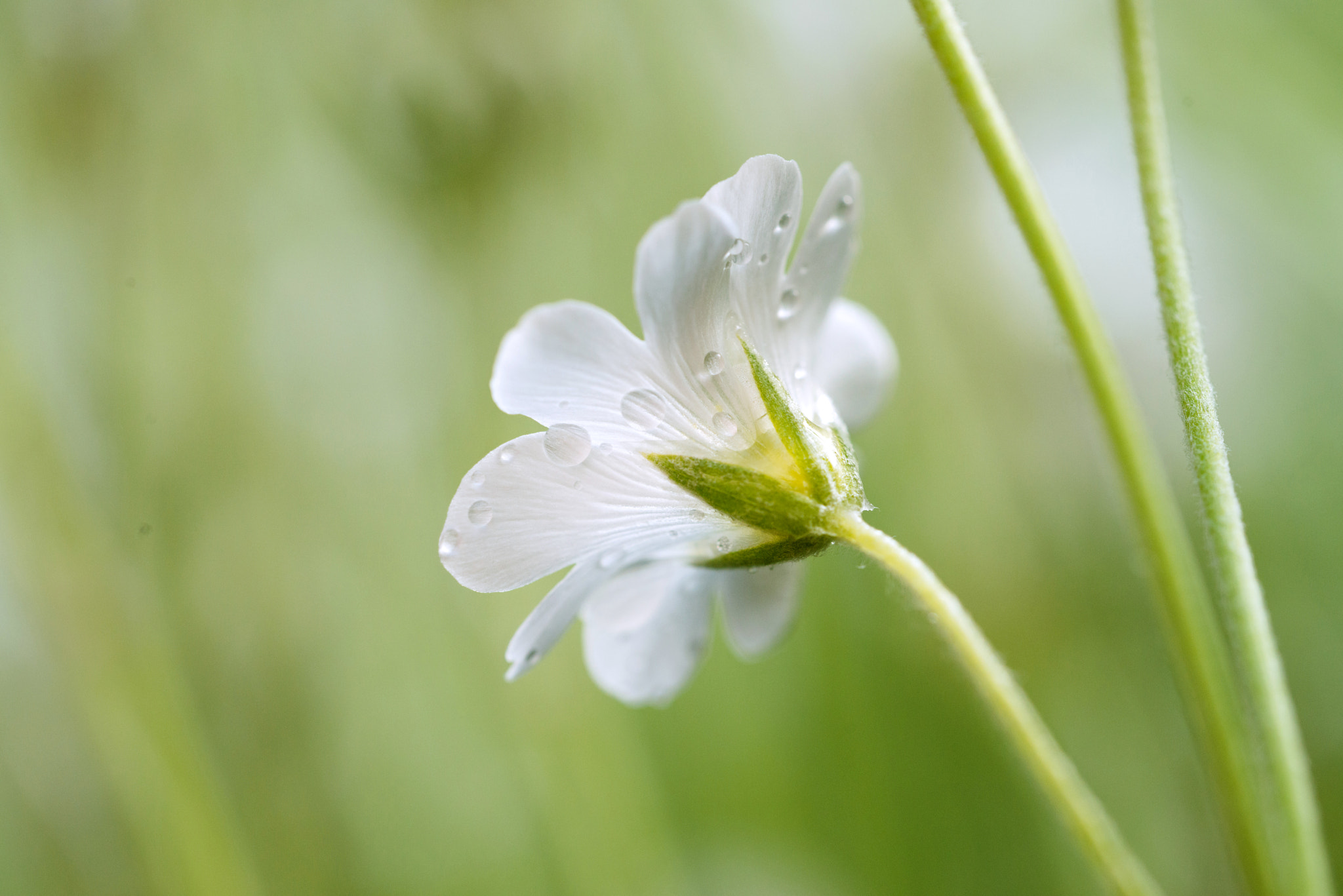 Nikon D800 + Sigma 150mm F2.8 EX DG OS Macro HSM sample photo. Jg photography