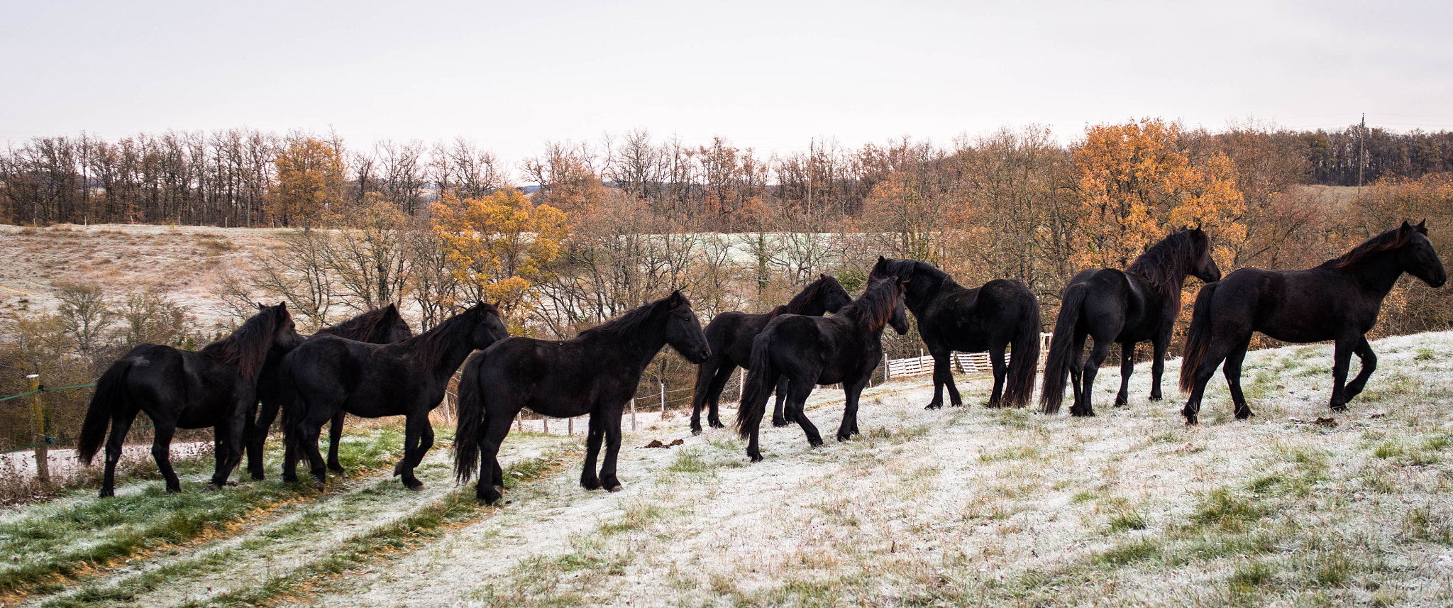 Olympus OM-D E-M5 sample photo. Mérens horses photography