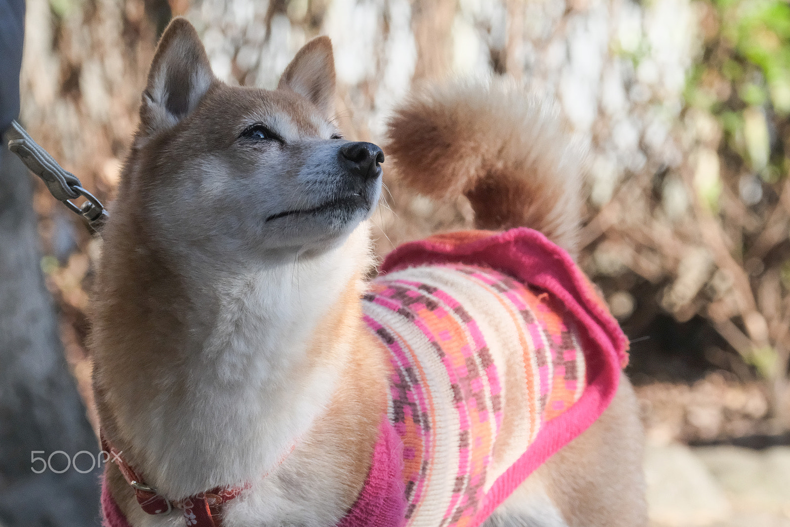 XF100-400mmF4.5-5.6 R LM OIS WR + 1.4x sample photo. Look up at the precious person photography