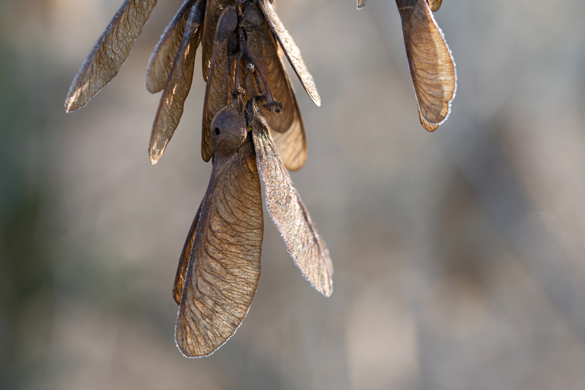 Sigma 105mm F2.8 EX DG OS HSM sample photo. Jg photography