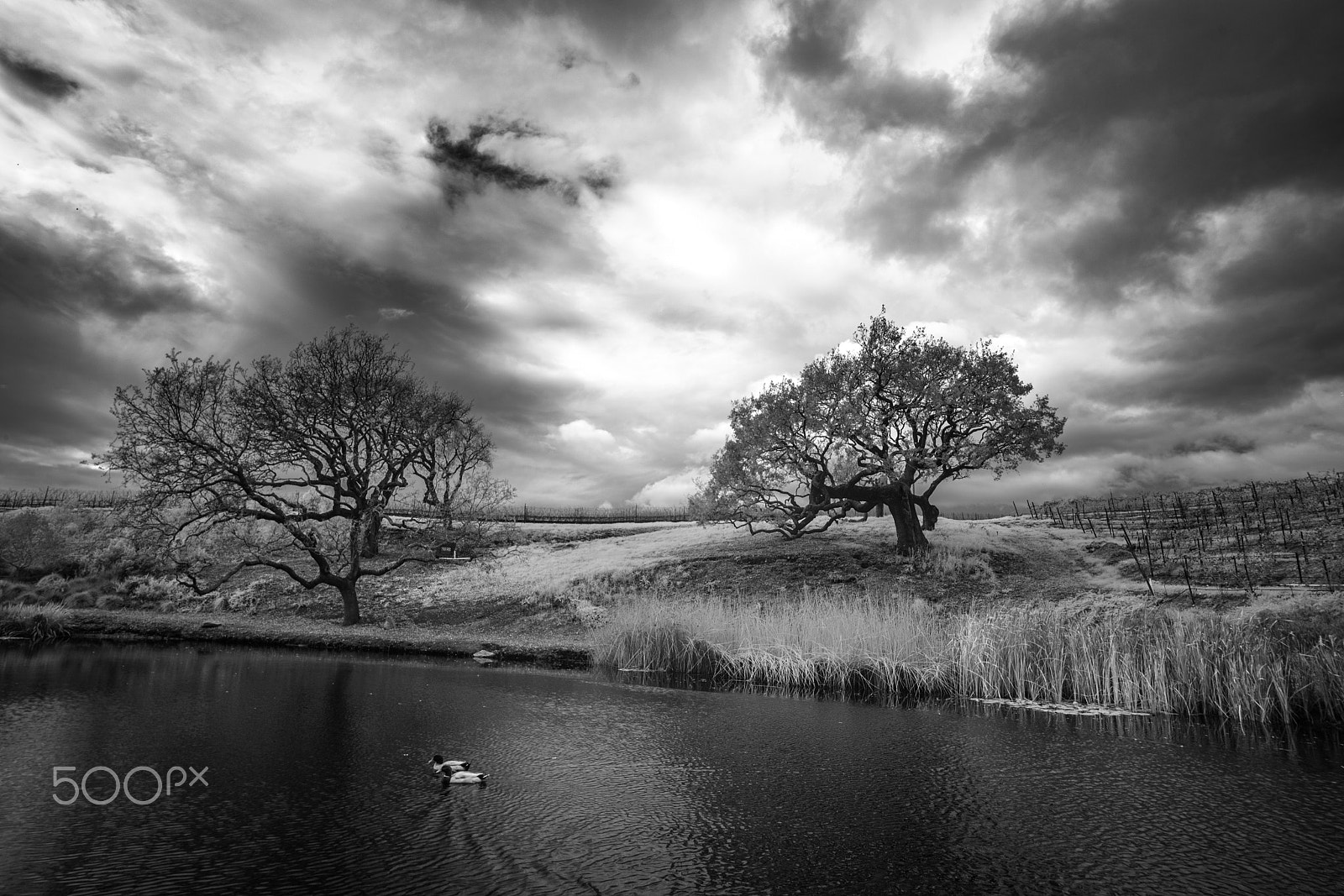 Sony a7R + E 18mm F2.8 sample photo. Pond and oaks bw no. 1 photography