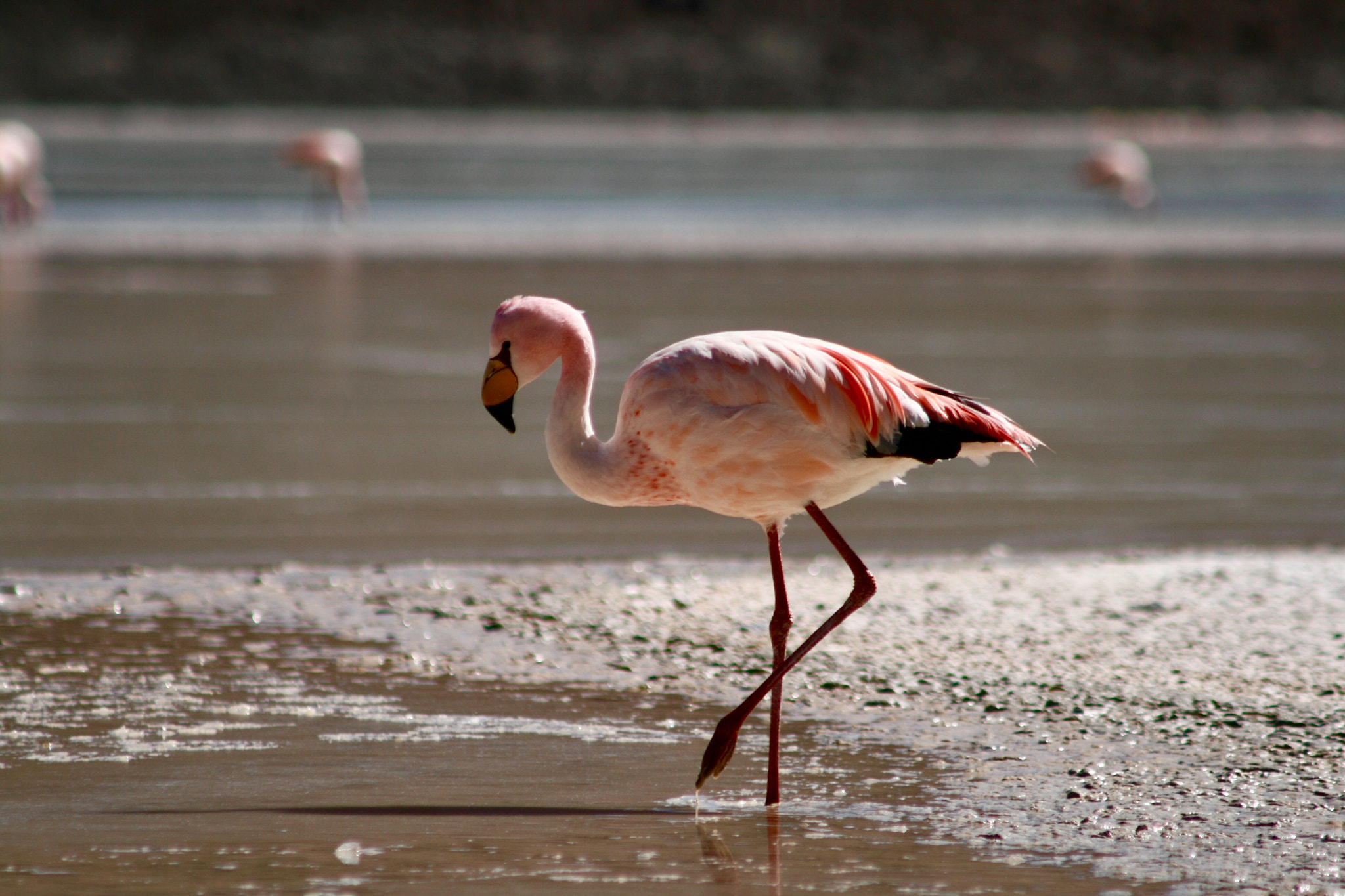 Canon EF 90-300mm F4.5-5.6 sample photo. Flamenco photography