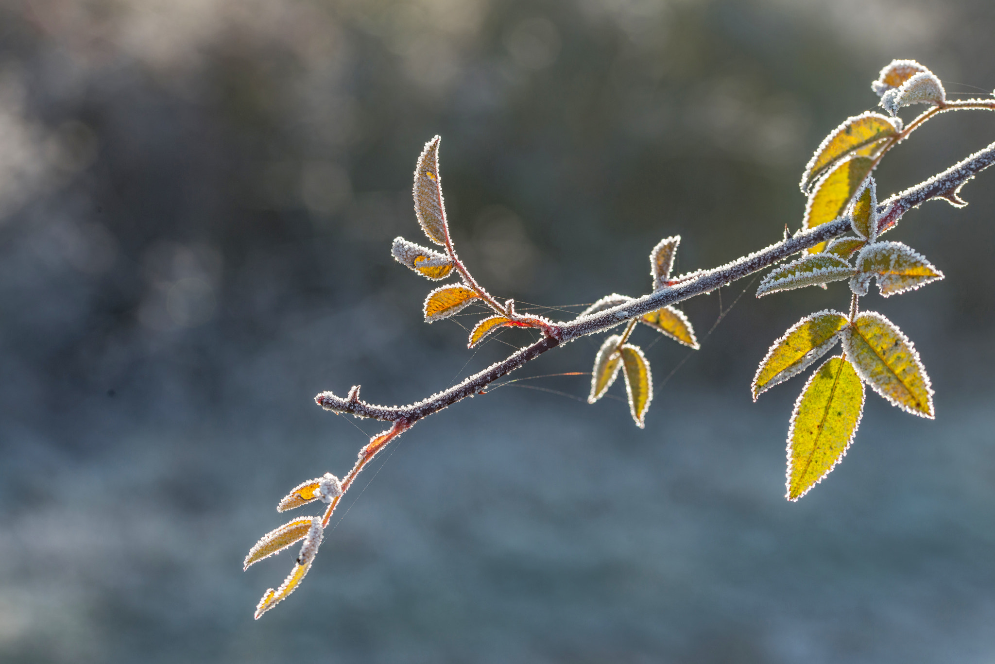 Sigma 105mm F2.8 EX DG OS HSM sample photo. Jg photography