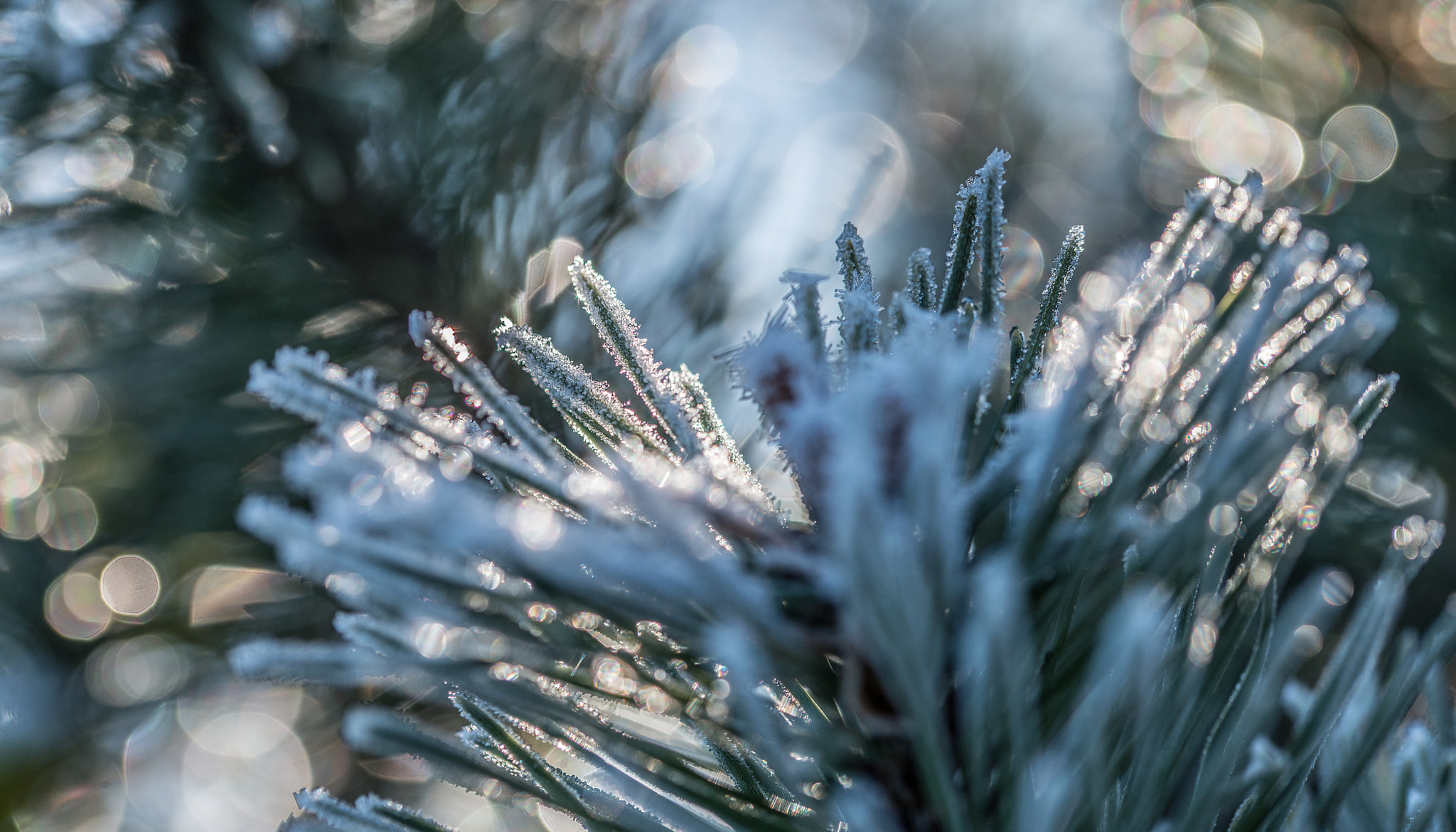 Sigma 105mm F2.8 EX DG OS HSM sample photo. Jg photography