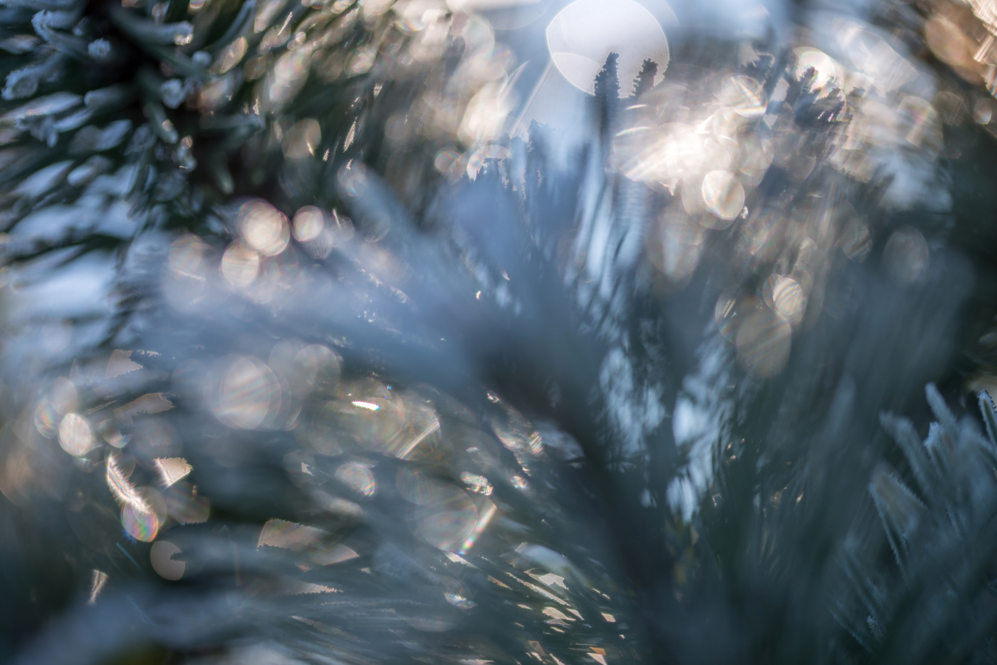 Sigma 105mm F2.8 EX DG OS HSM sample photo. Jg photography