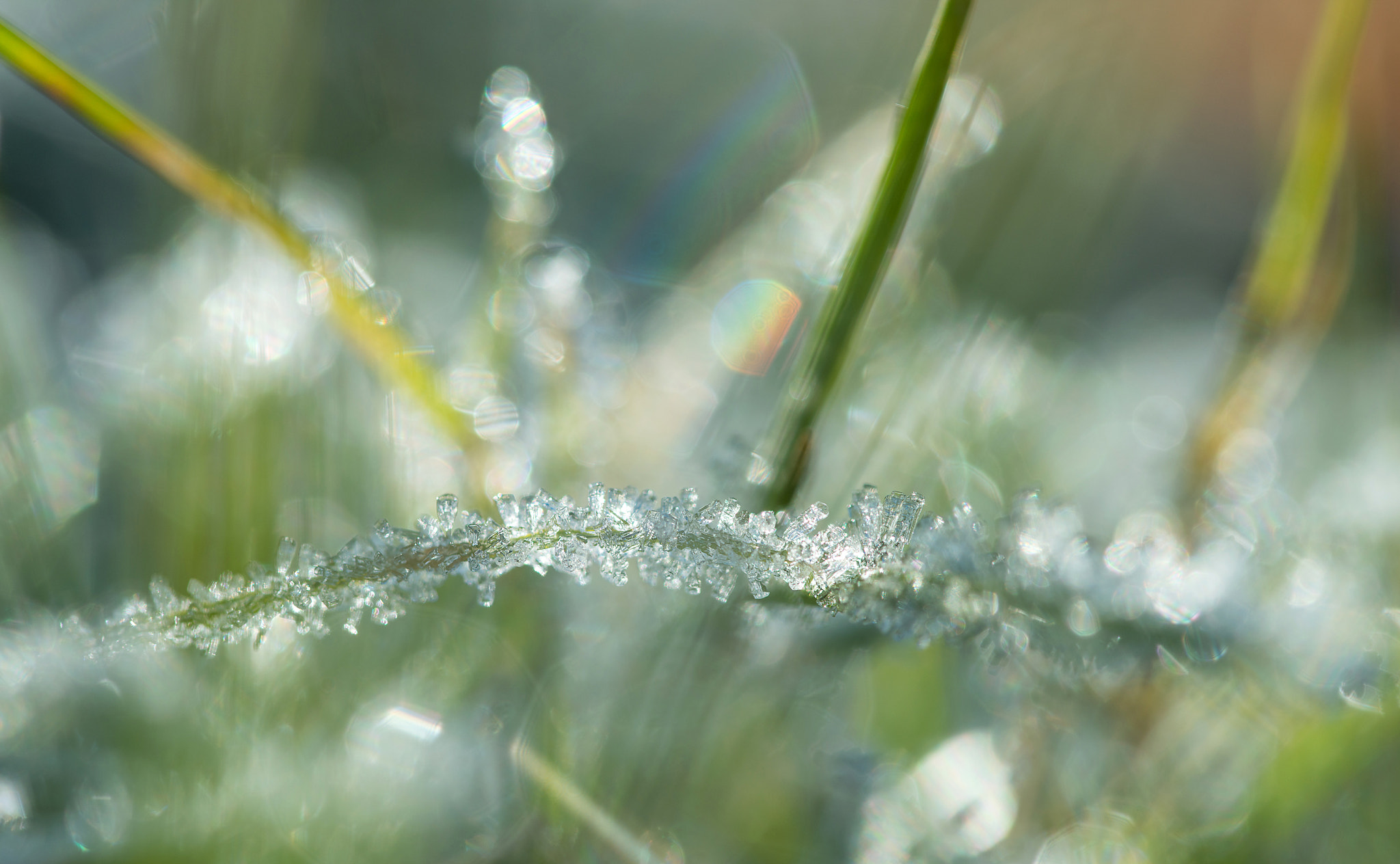 Sigma 105mm F2.8 EX DG OS HSM sample photo. Jg photography