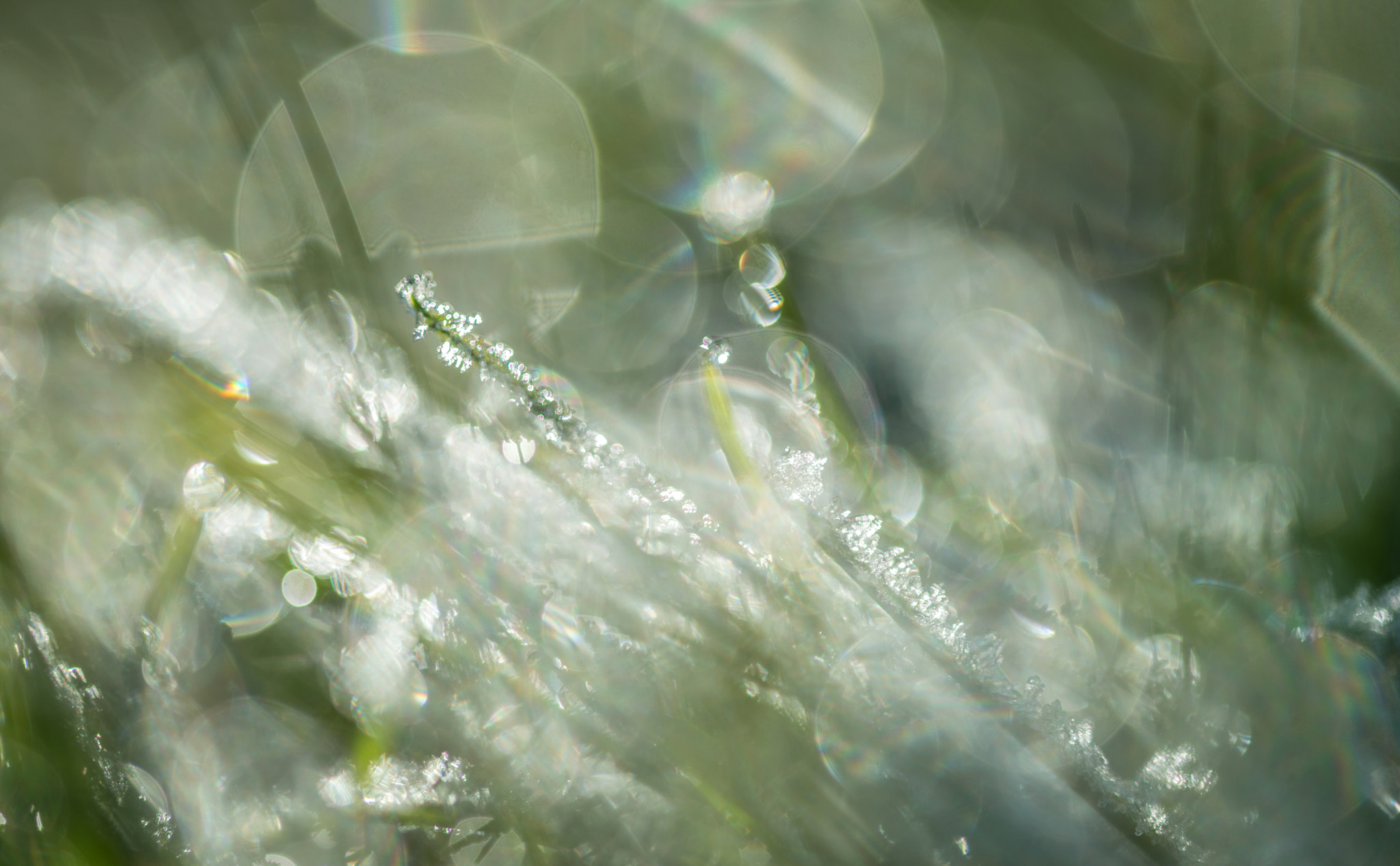 Sigma 105mm F2.8 EX DG OS HSM sample photo. Jg photography