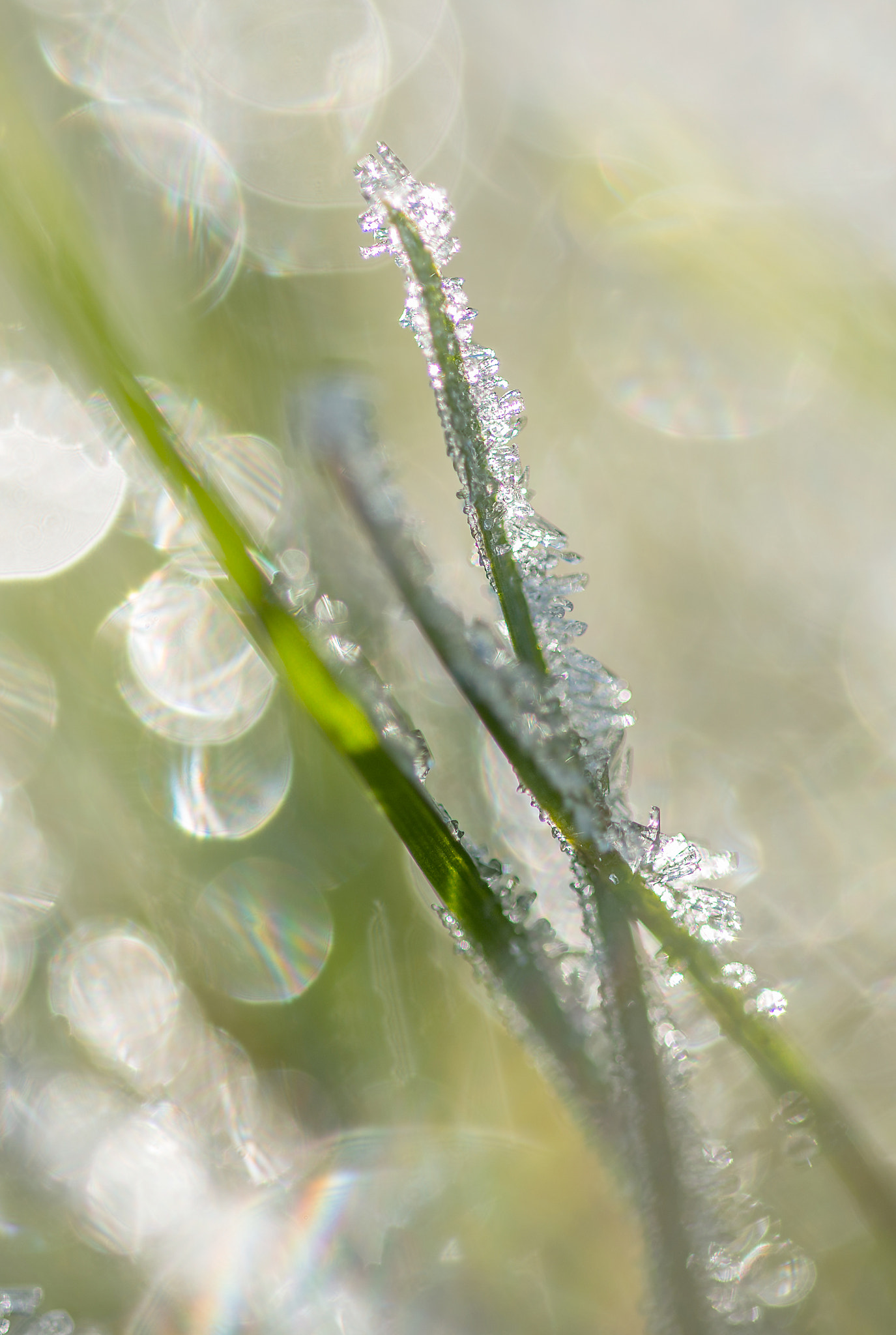 Sigma 105mm F2.8 EX DG OS HSM sample photo. Jg photography