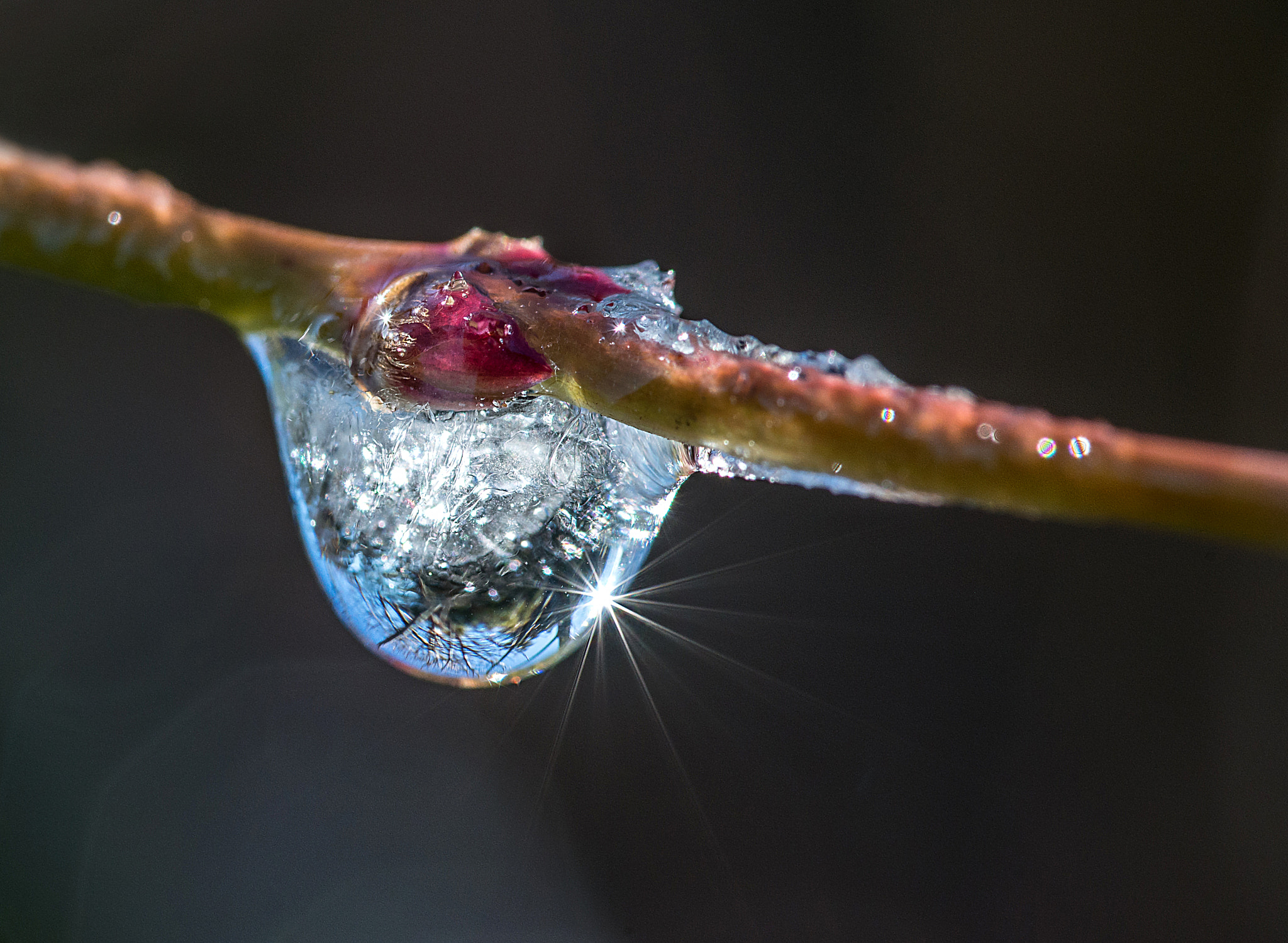 Sigma 105mm F2.8 EX DG OS HSM sample photo. Jg photography