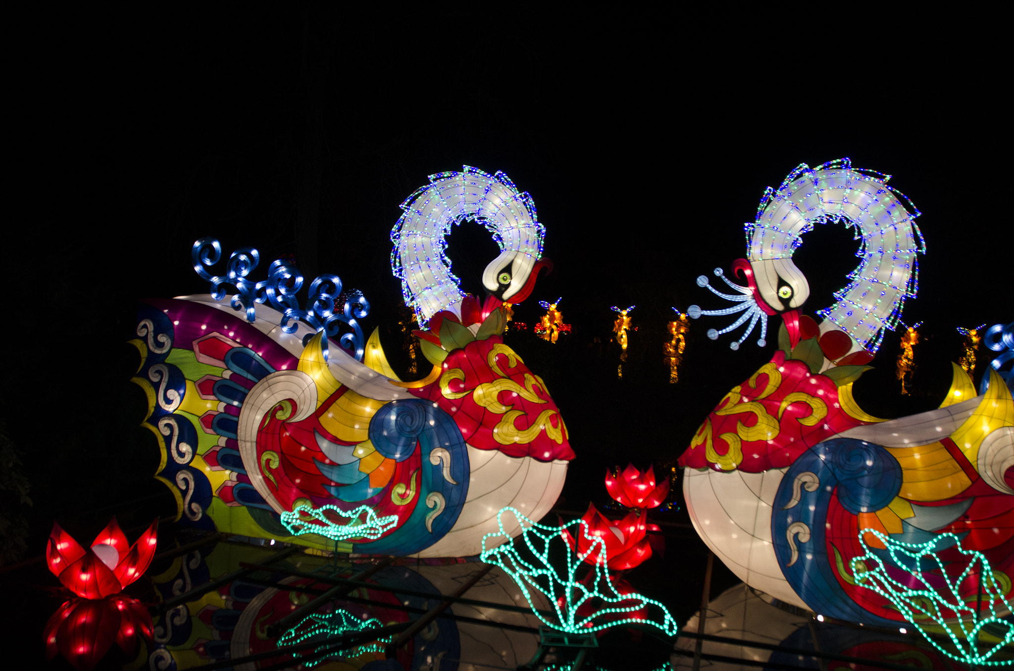 Nikon D7000 + Sigma 18-200mm F3.5-6.3 II DC OS HSM sample photo. A swan in the dark photography