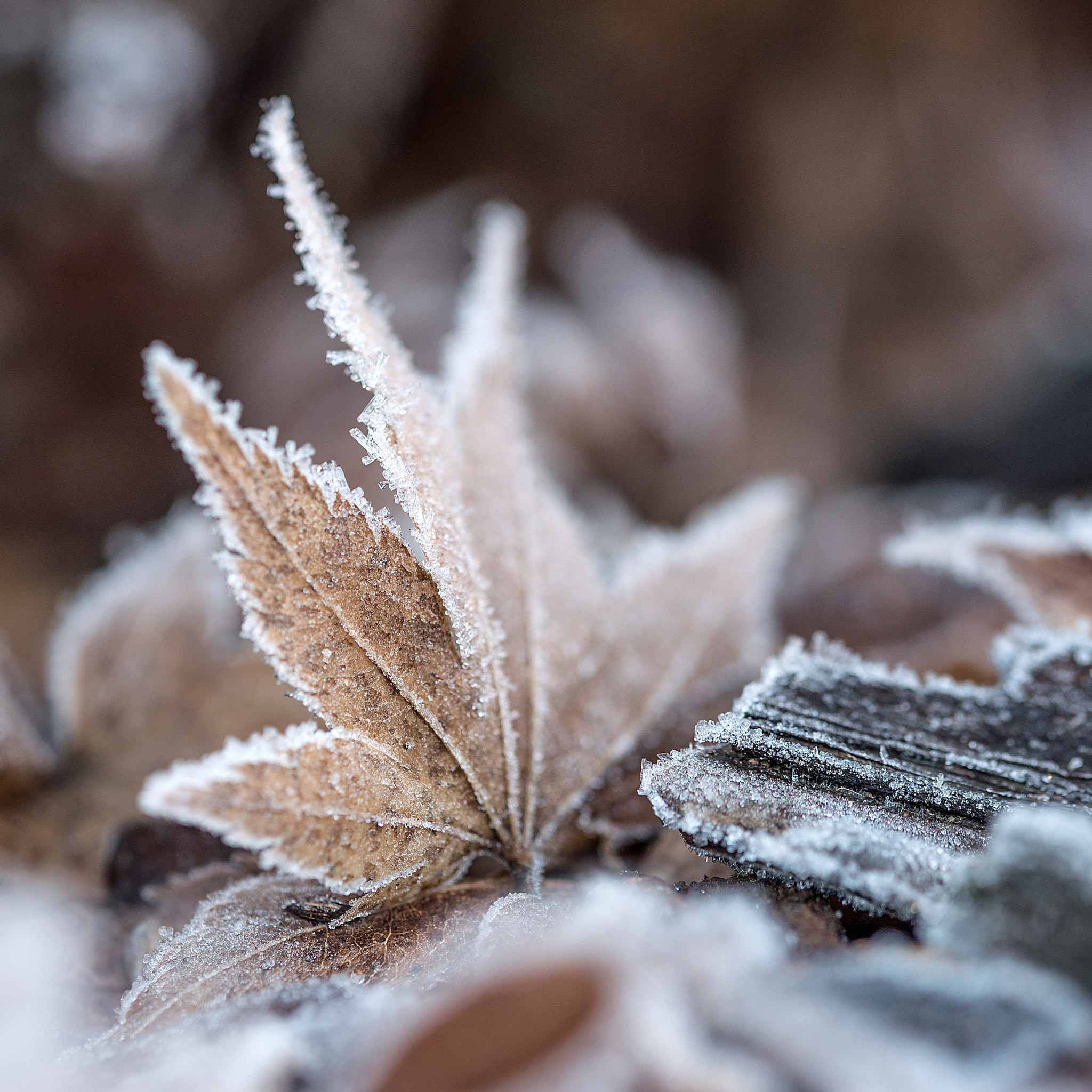Sigma 105mm F2.8 EX DG OS HSM sample photo. Jg photography