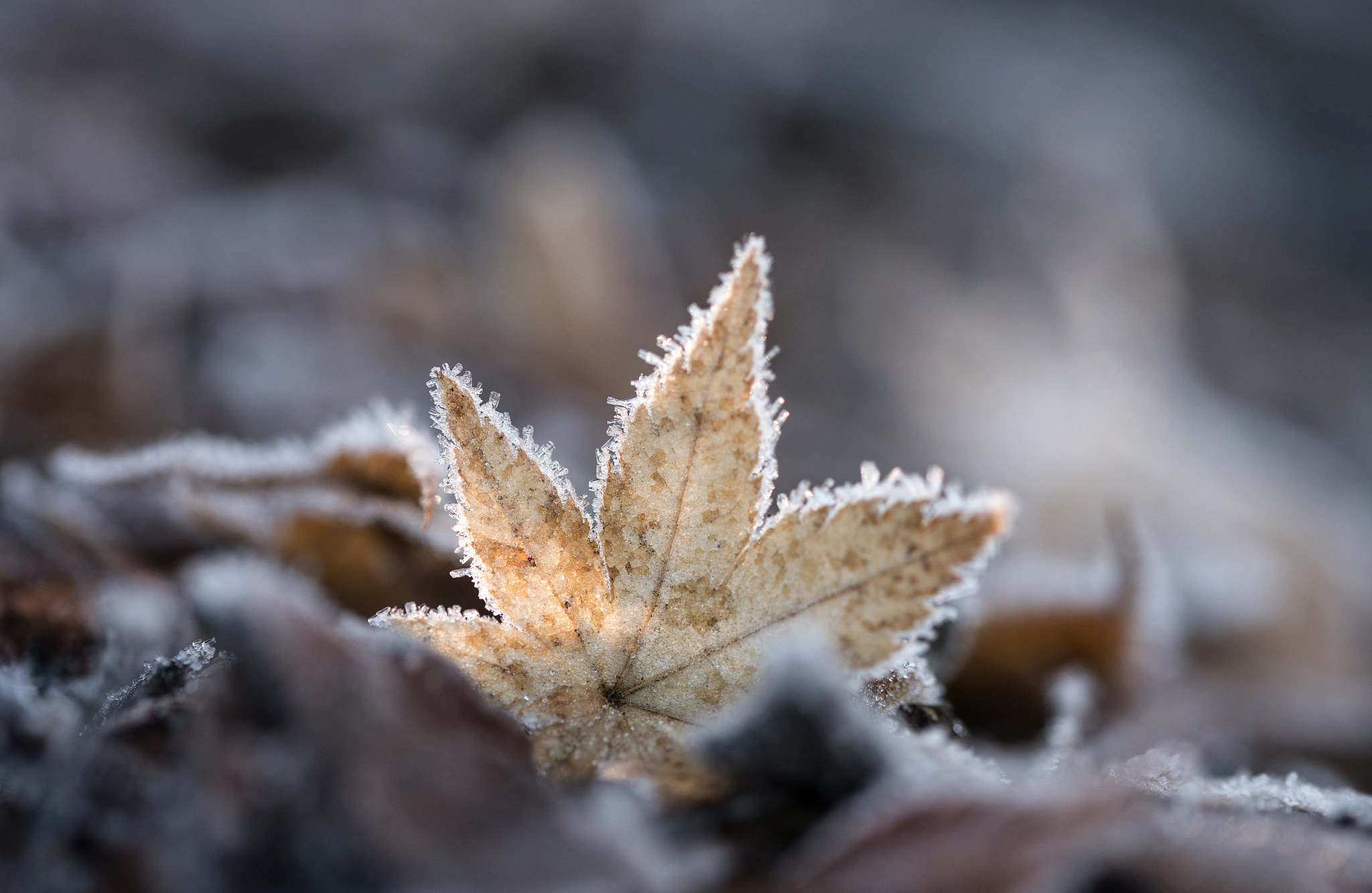 Sigma 105mm F2.8 EX DG OS HSM sample photo. Jg photography