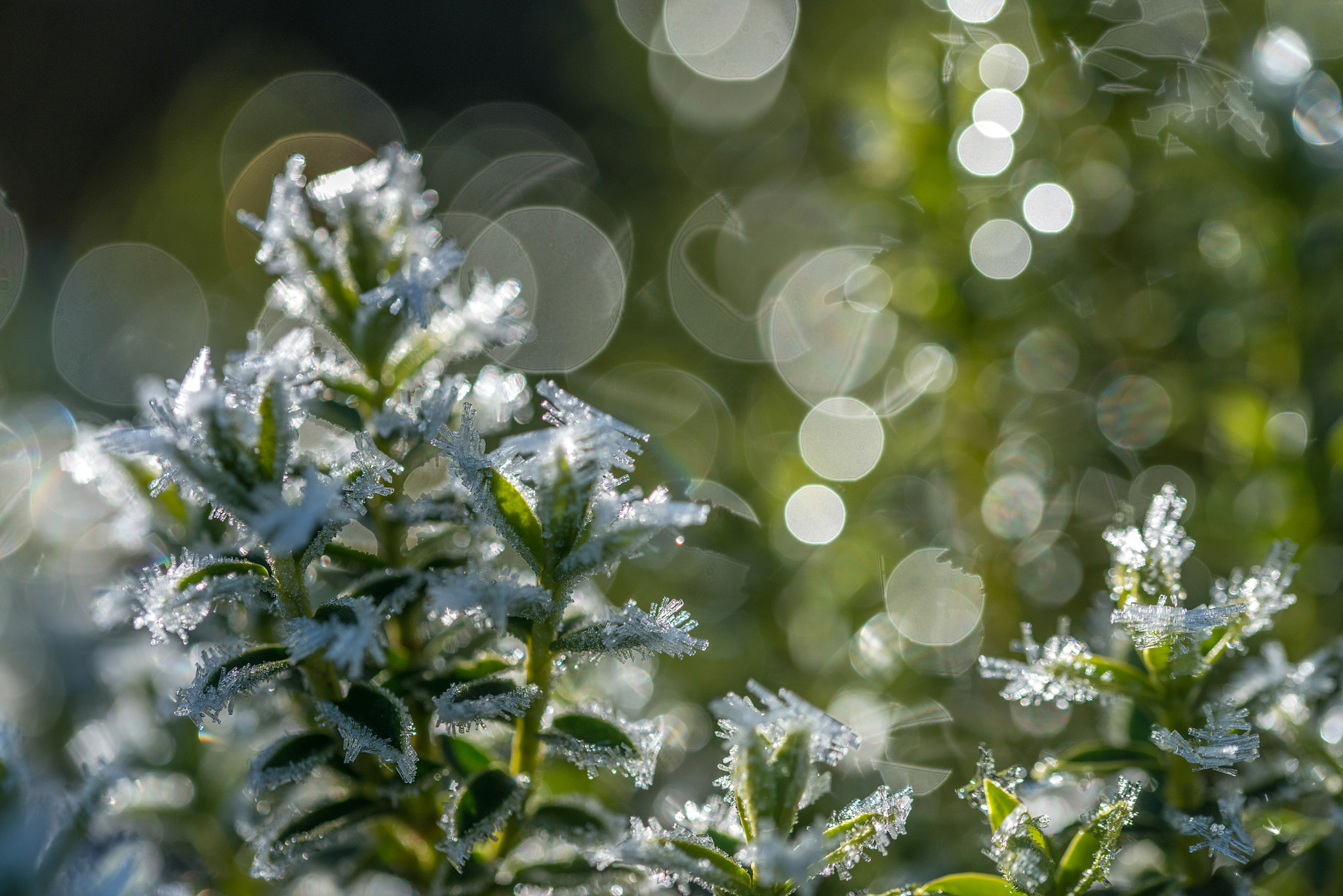 Sigma 105mm F2.8 EX DG OS HSM sample photo. Jg photography