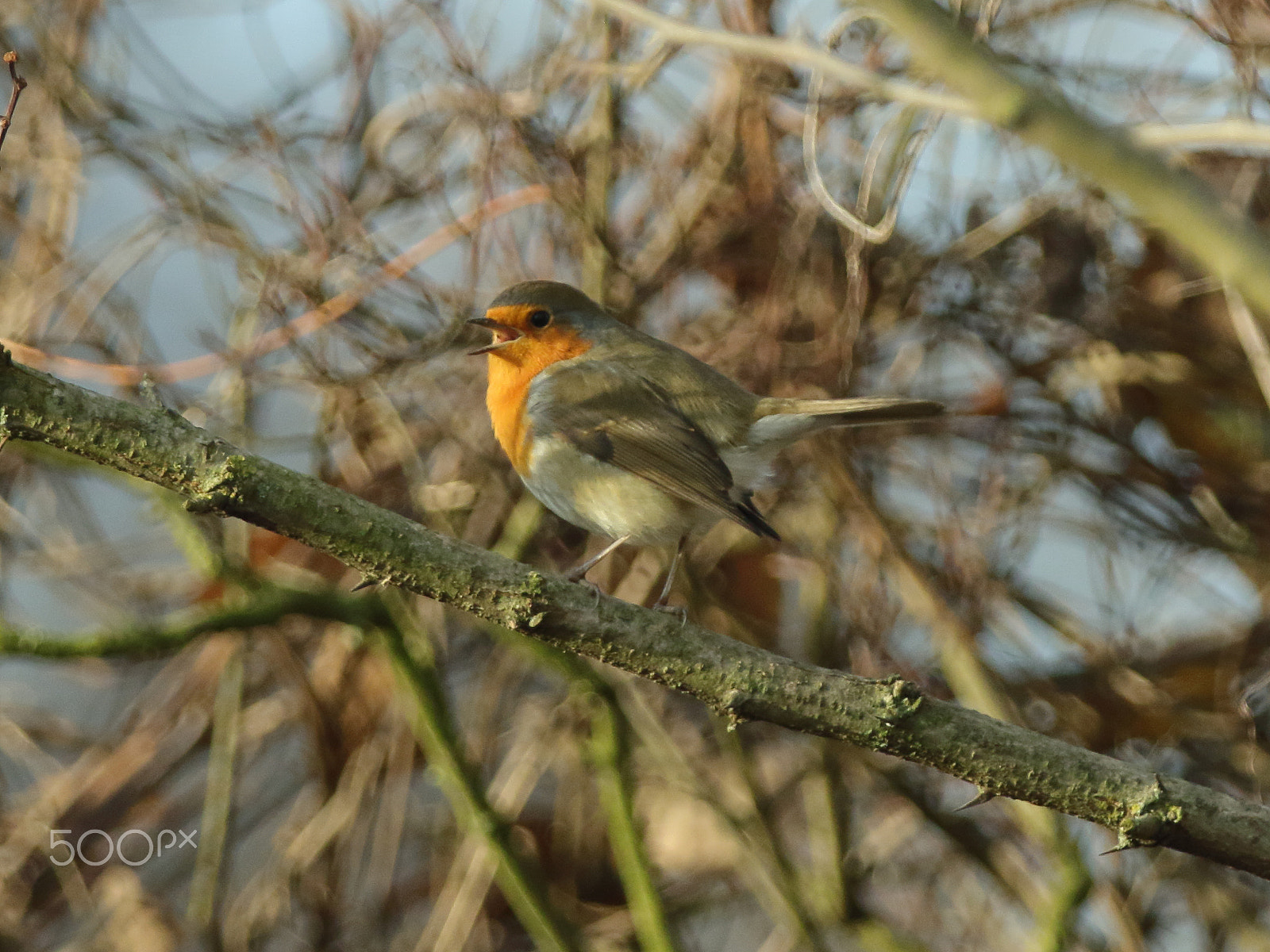 Canon EF 70-200mm F2.8L IS II USM sample photo. Singing robin photography
