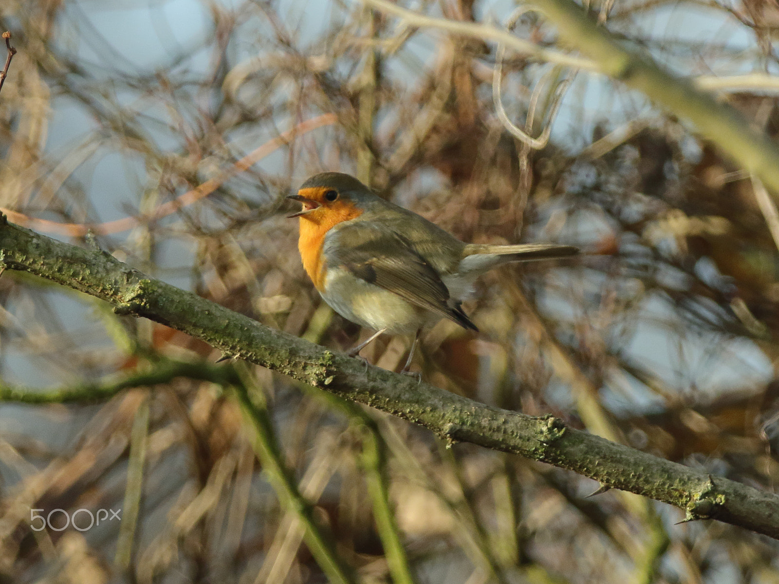 Canon EOS 7D Mark II + Canon EF 70-200mm F2.8L IS II USM sample photo. Singing robin photography