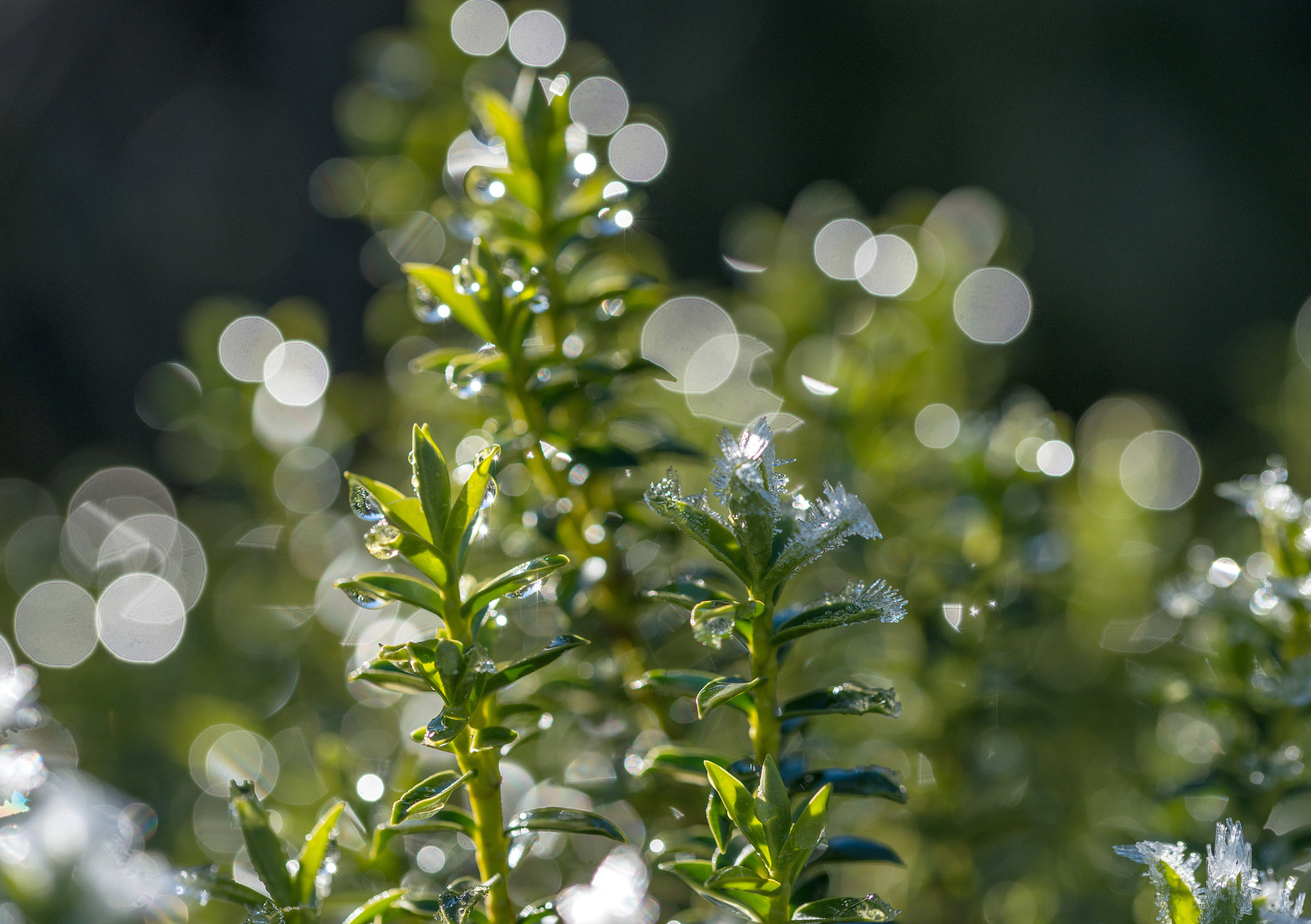 Sigma 105mm F2.8 EX DG OS HSM sample photo. Jg photography