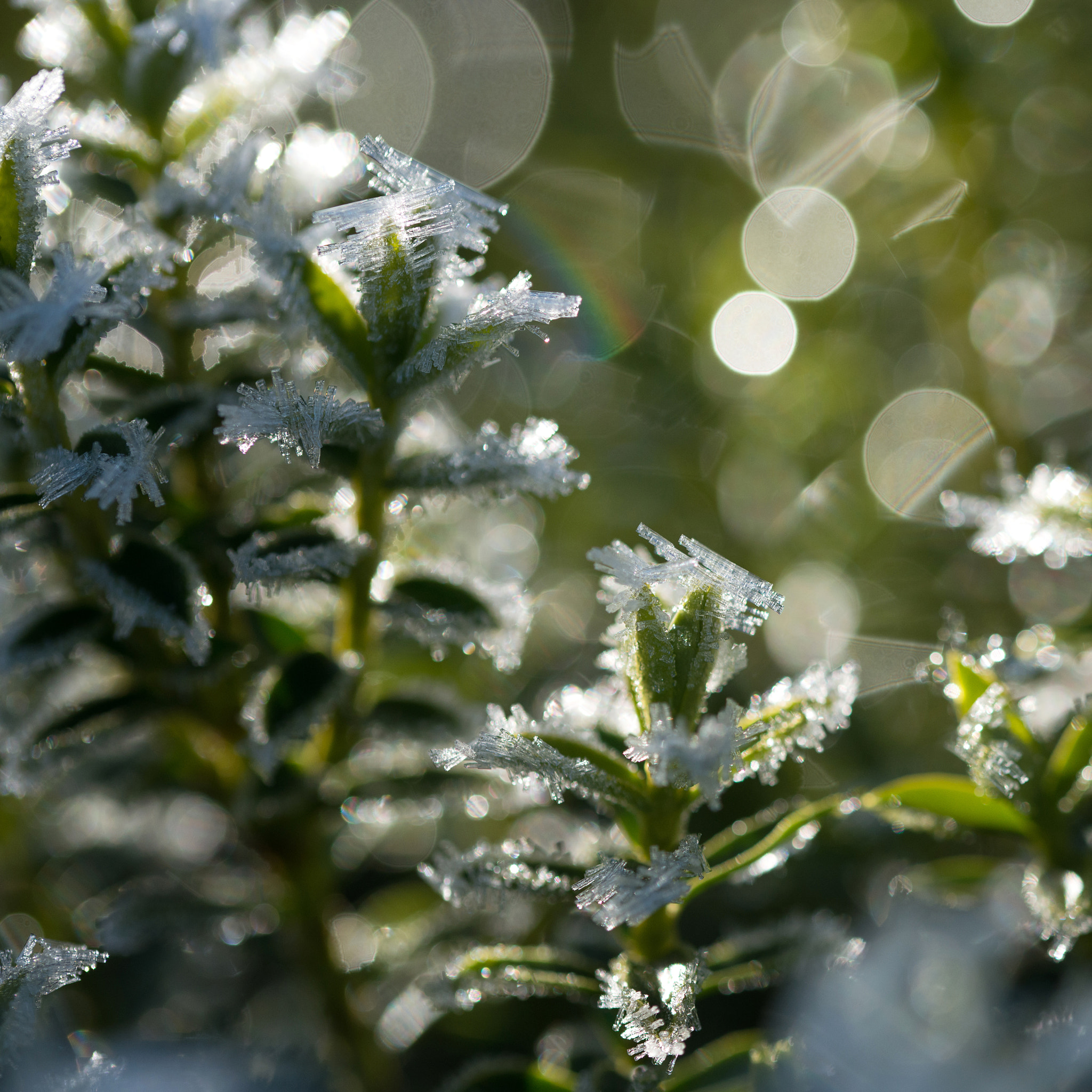 Sigma 105mm F2.8 EX DG OS HSM sample photo. Jg photography