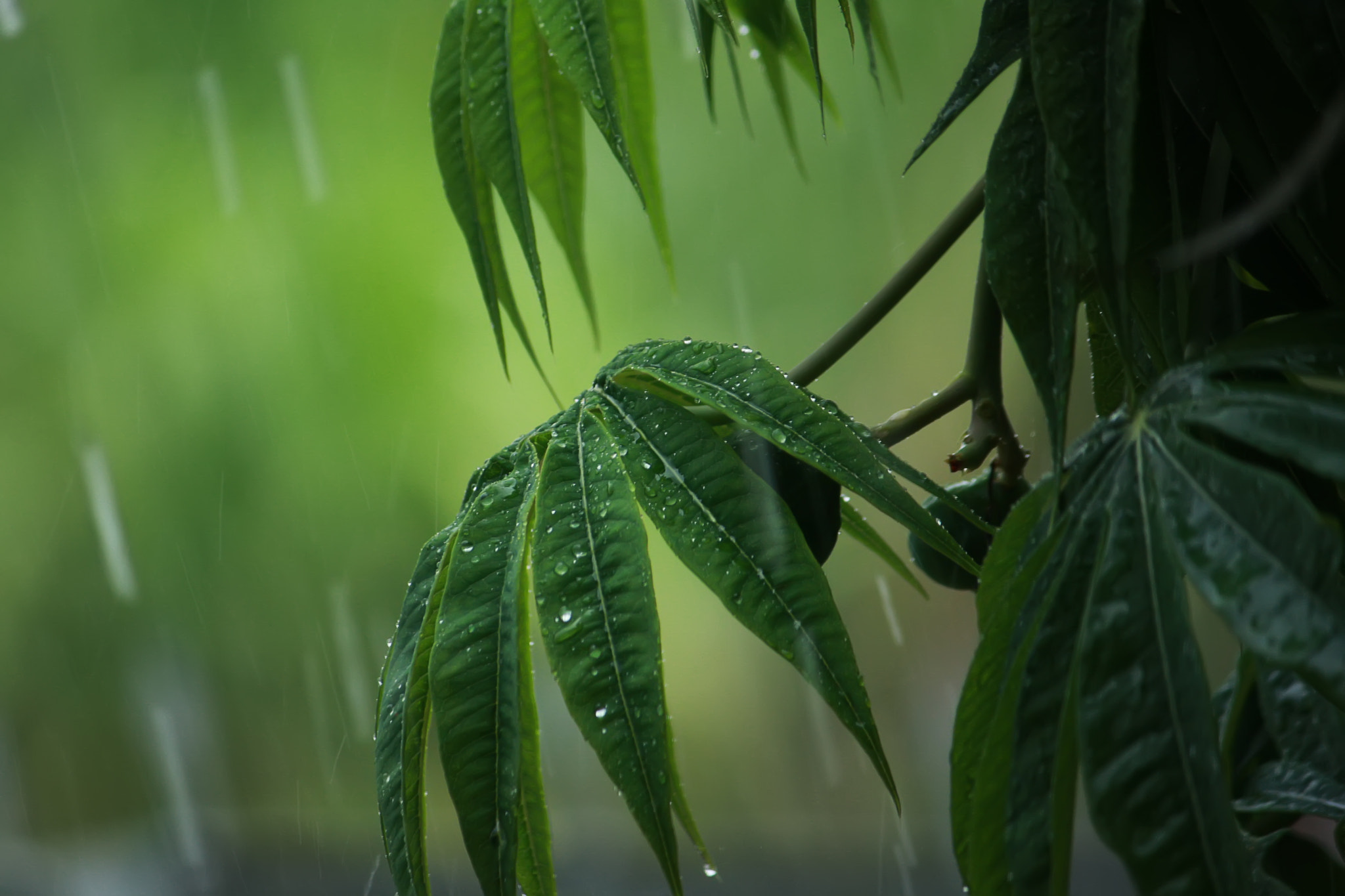 Canon EOS 40D + Canon EF-S 55-250mm F4-5.6 IS II sample photo. Rain on leaves photography