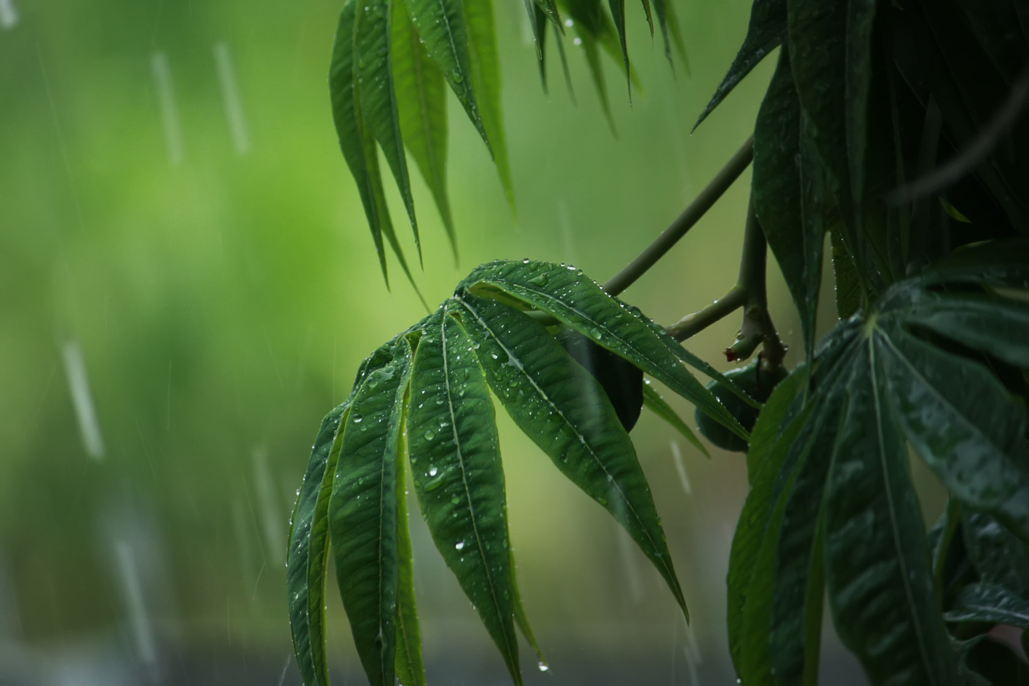 Canon EOS 40D sample photo. Rain on leaves photography