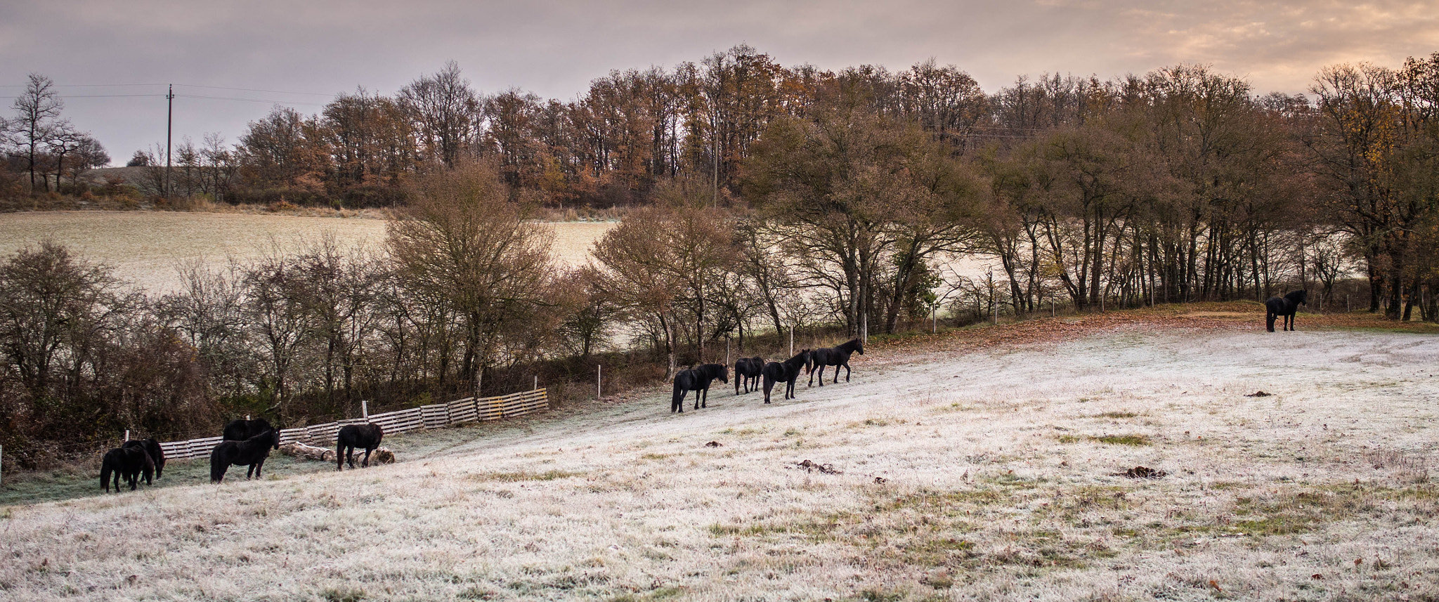 Olympus OM-D E-M5 sample photo. Mérens horses photography