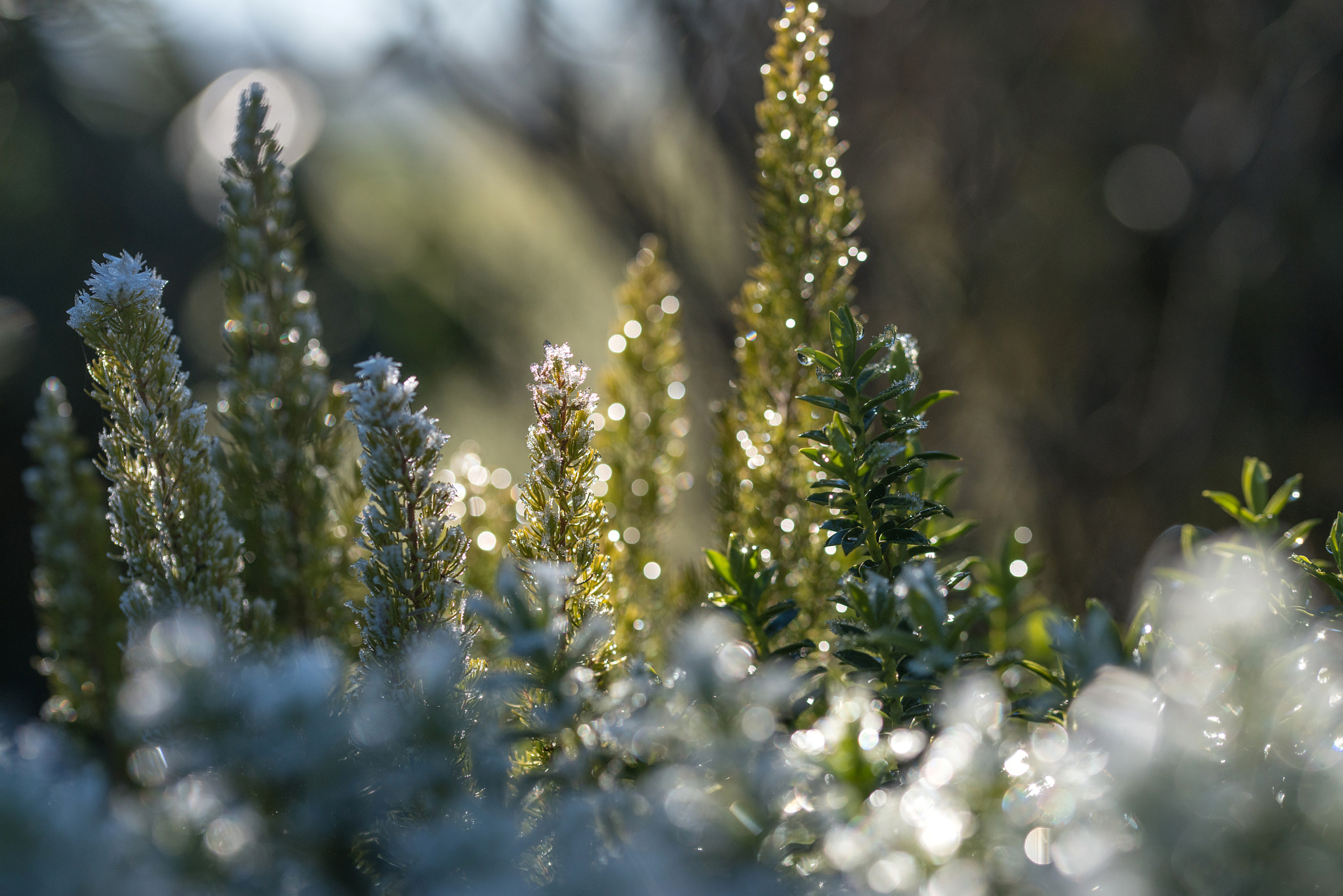 Sigma 105mm F2.8 EX DG OS HSM sample photo. Jg photography