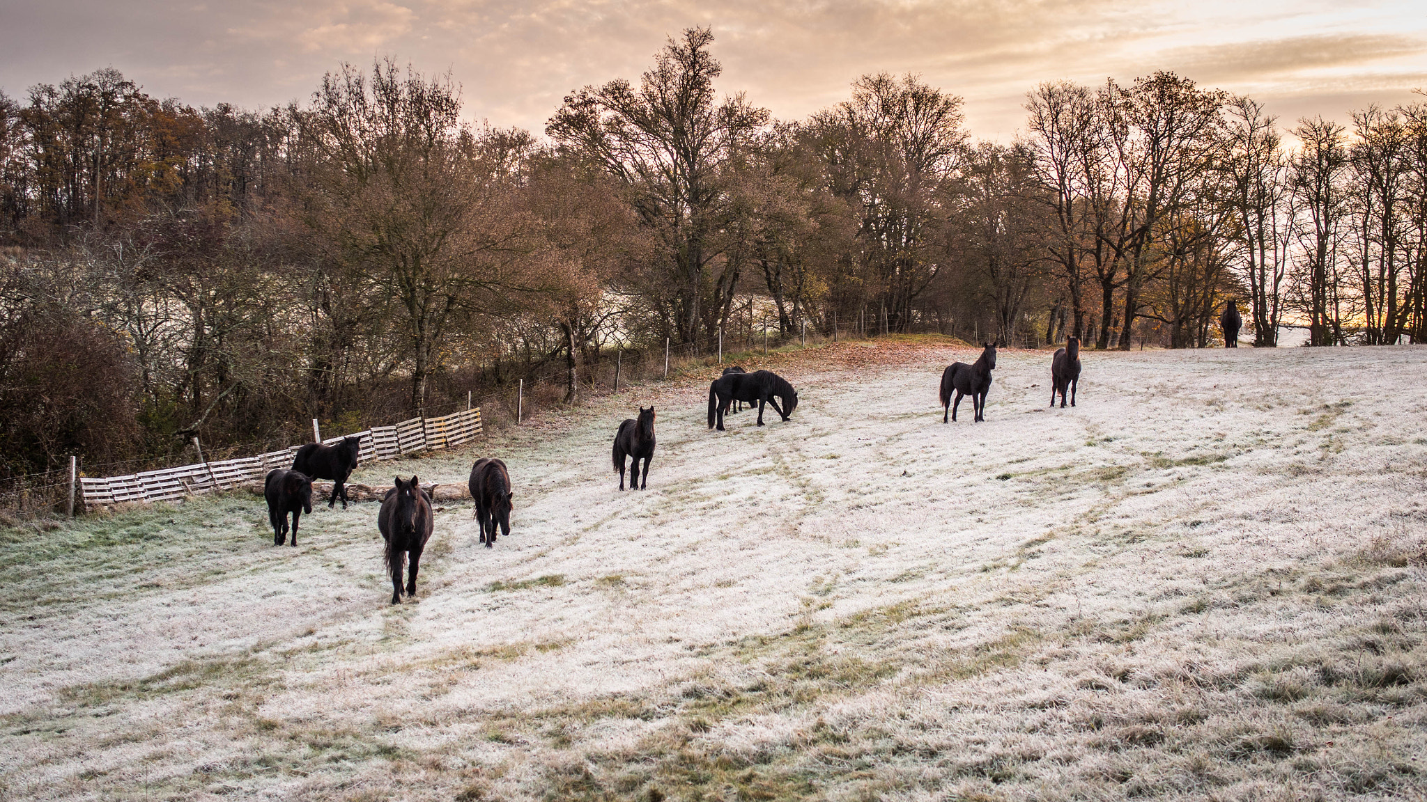 Panasonic Leica DG Summilux 25mm F1.4 II ASPH sample photo. Mérens horses photography