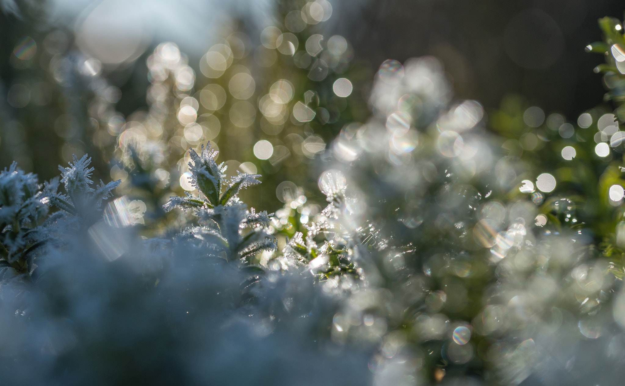 Sigma 105mm F2.8 EX DG OS HSM sample photo. Jg photography
