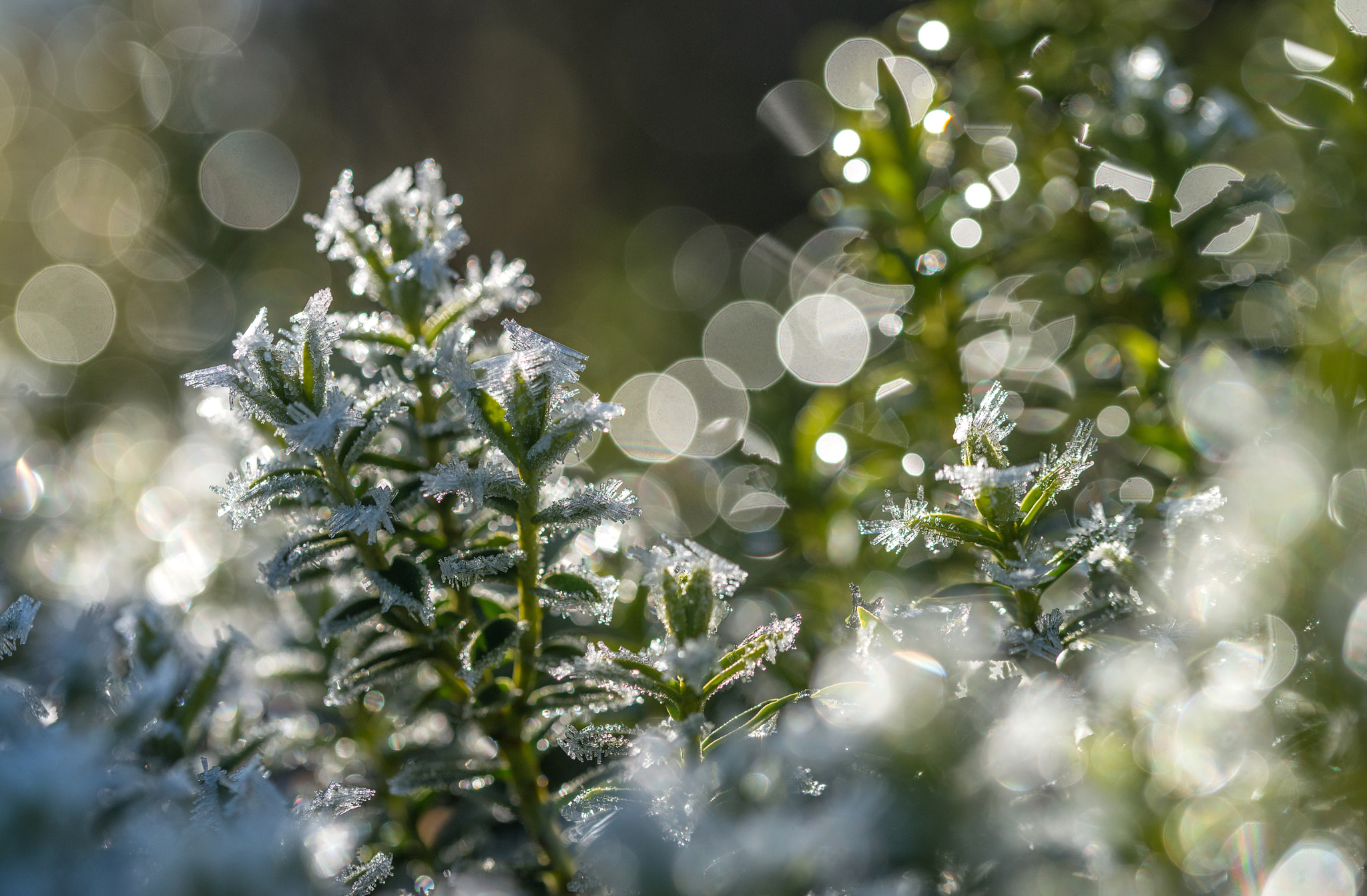 Sigma 105mm F2.8 EX DG OS HSM sample photo. Jg photography