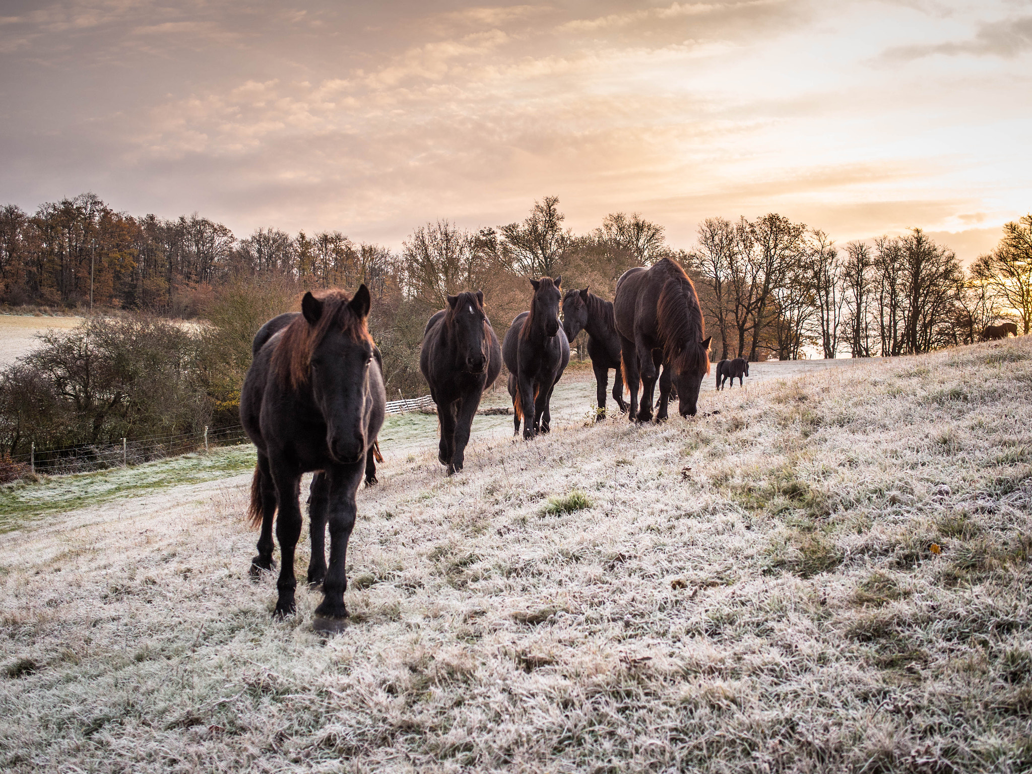 Olympus OM-D E-M5 sample photo. Mérens horses photography