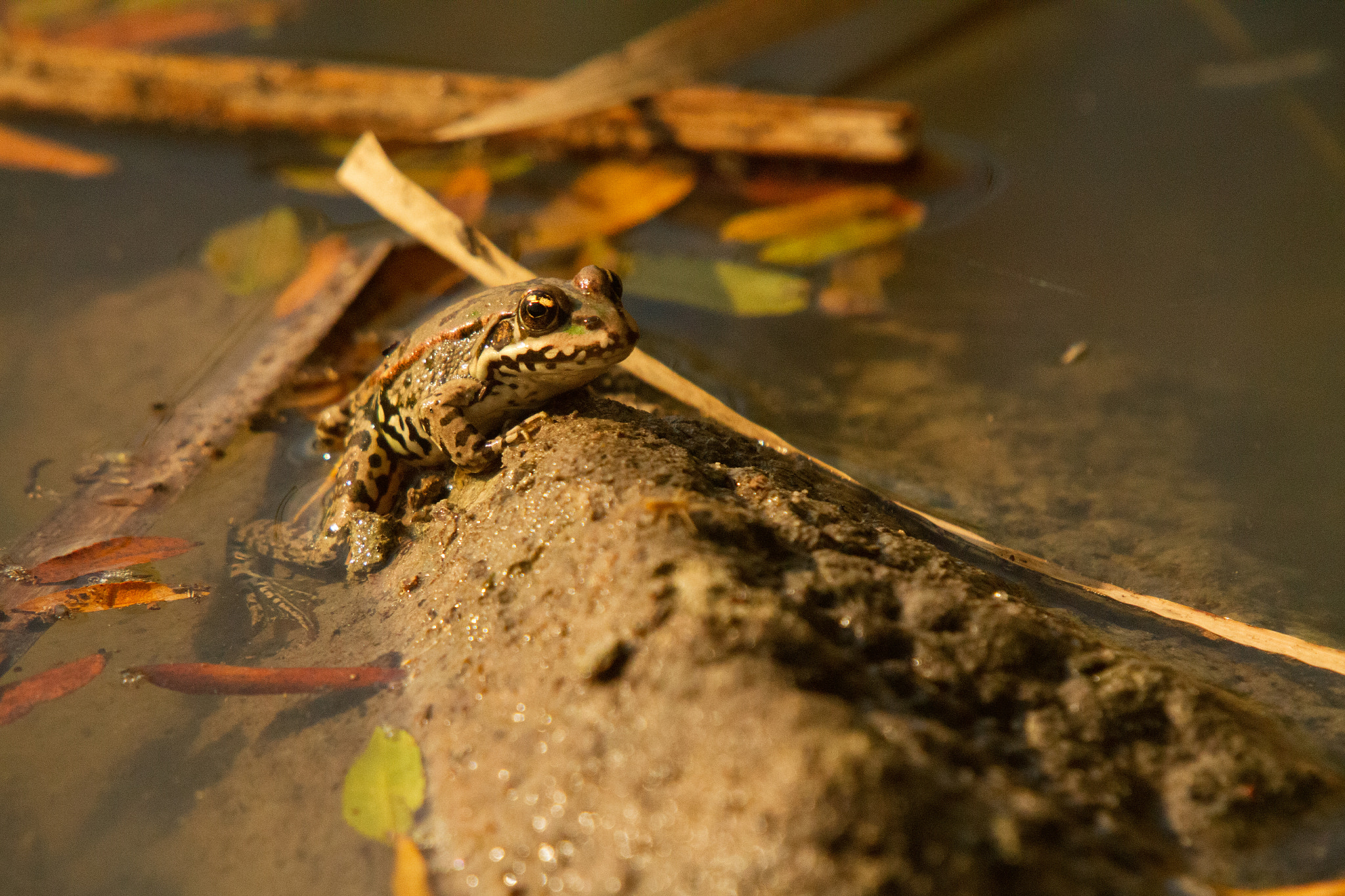 Sigma 50-500mm f/4-6.3 APO HSM EX sample photo. Skokan photography