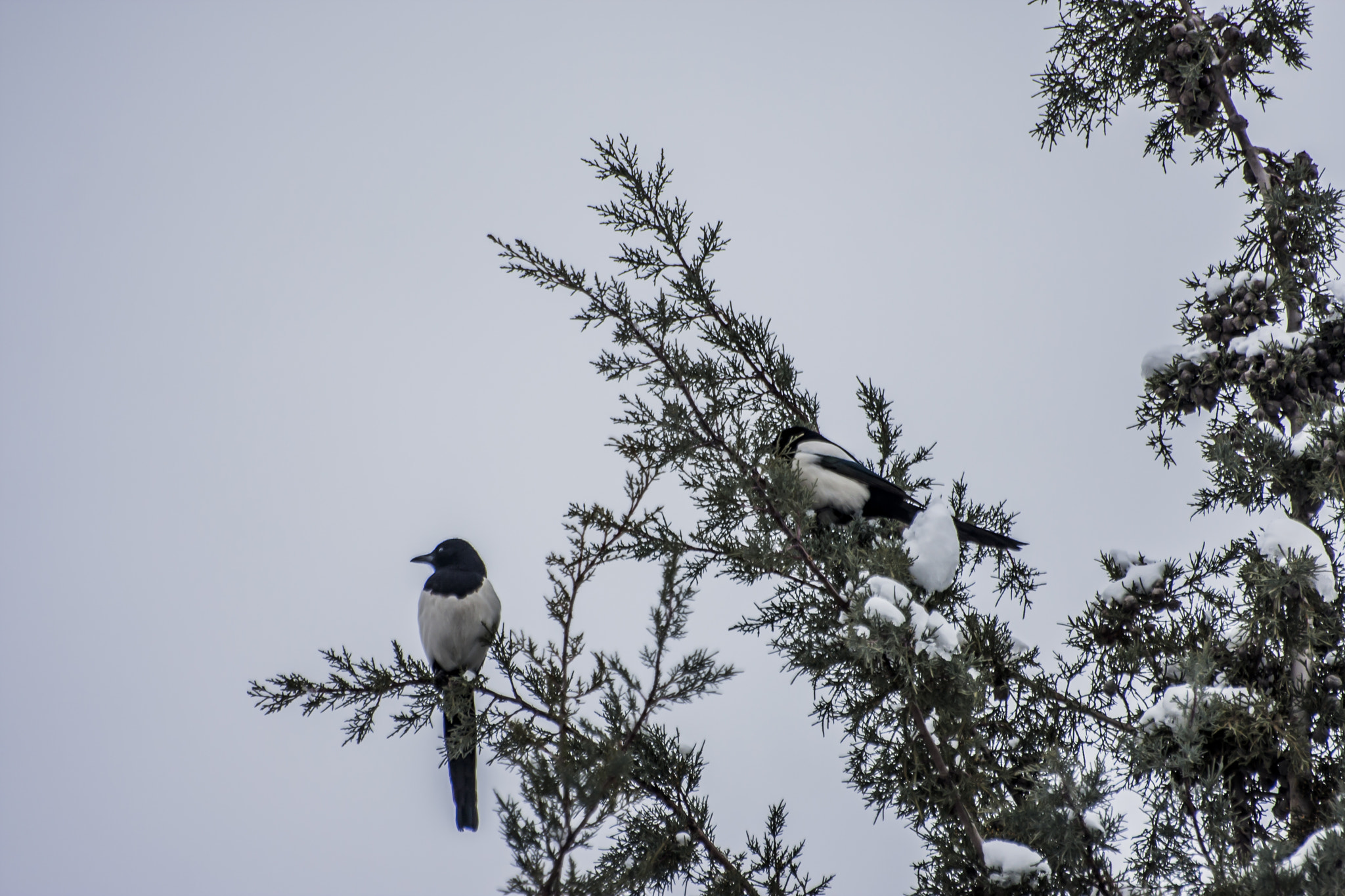 Canon EOS 40D sample photo. Magpie photography