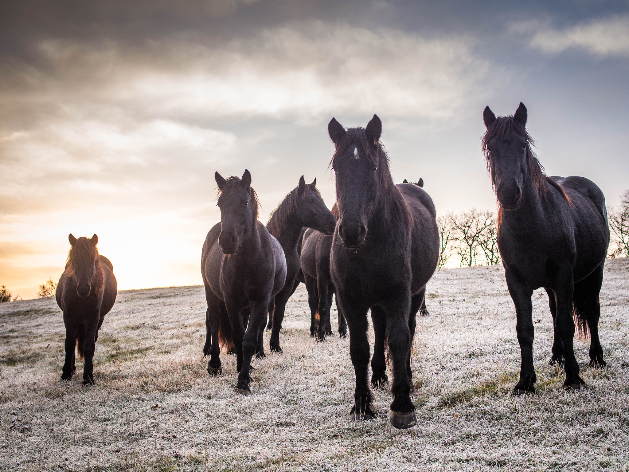 Olympus OM-D E-M5 sample photo. Mérens horses photography