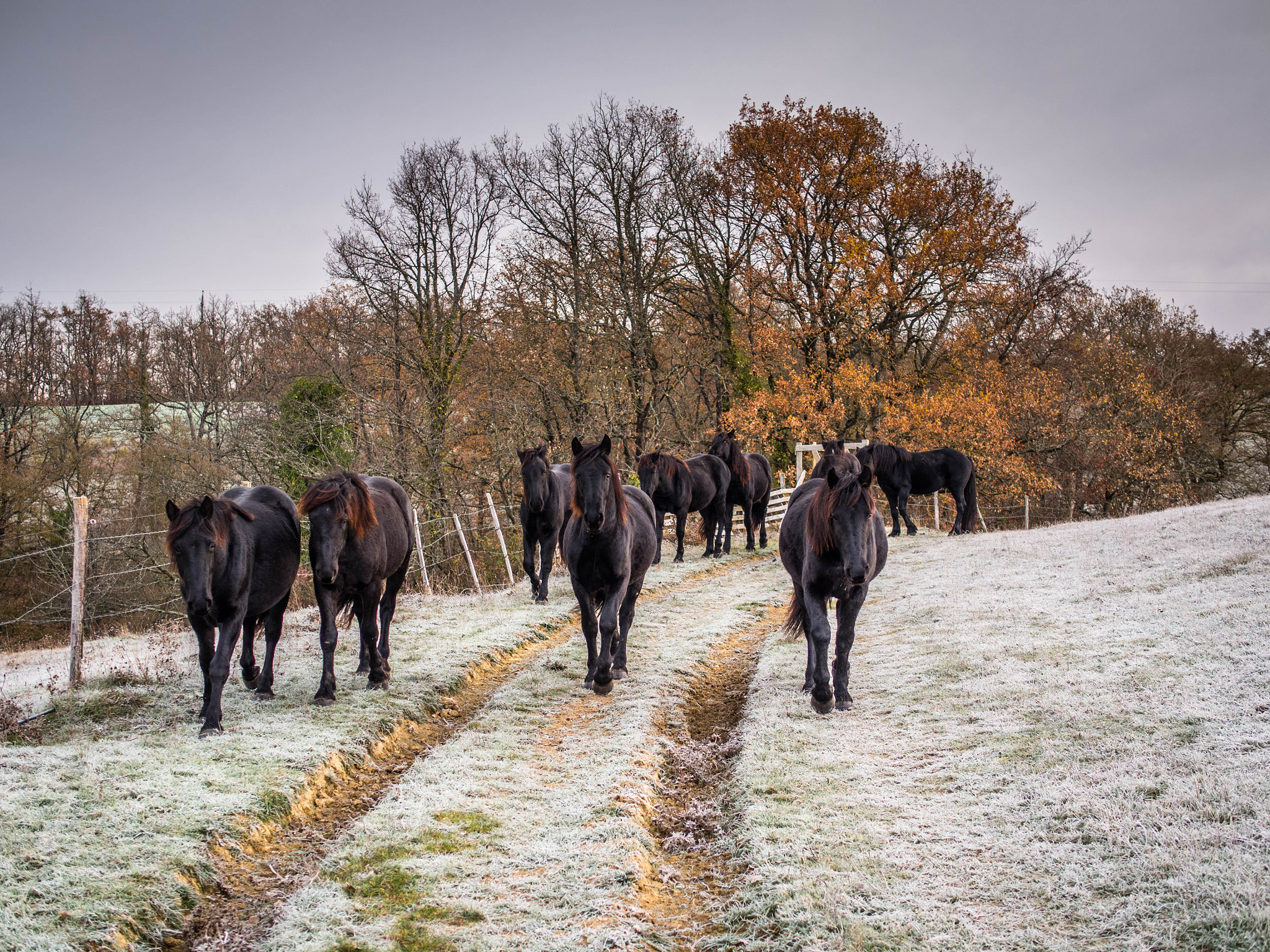 Olympus OM-D E-M5 sample photo. Mérens horses photography