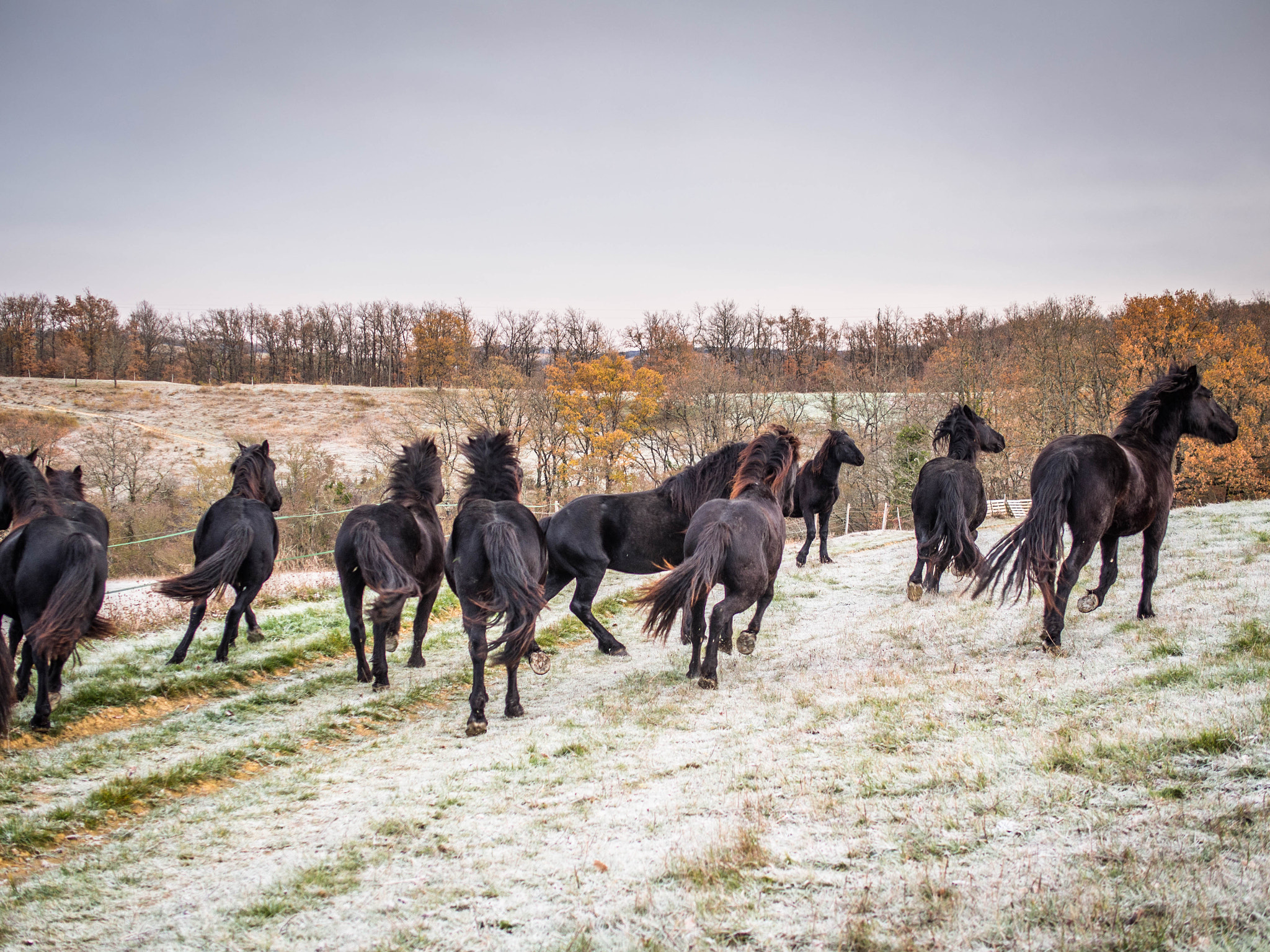 Olympus OM-D E-M5 sample photo. Mérens horses photography