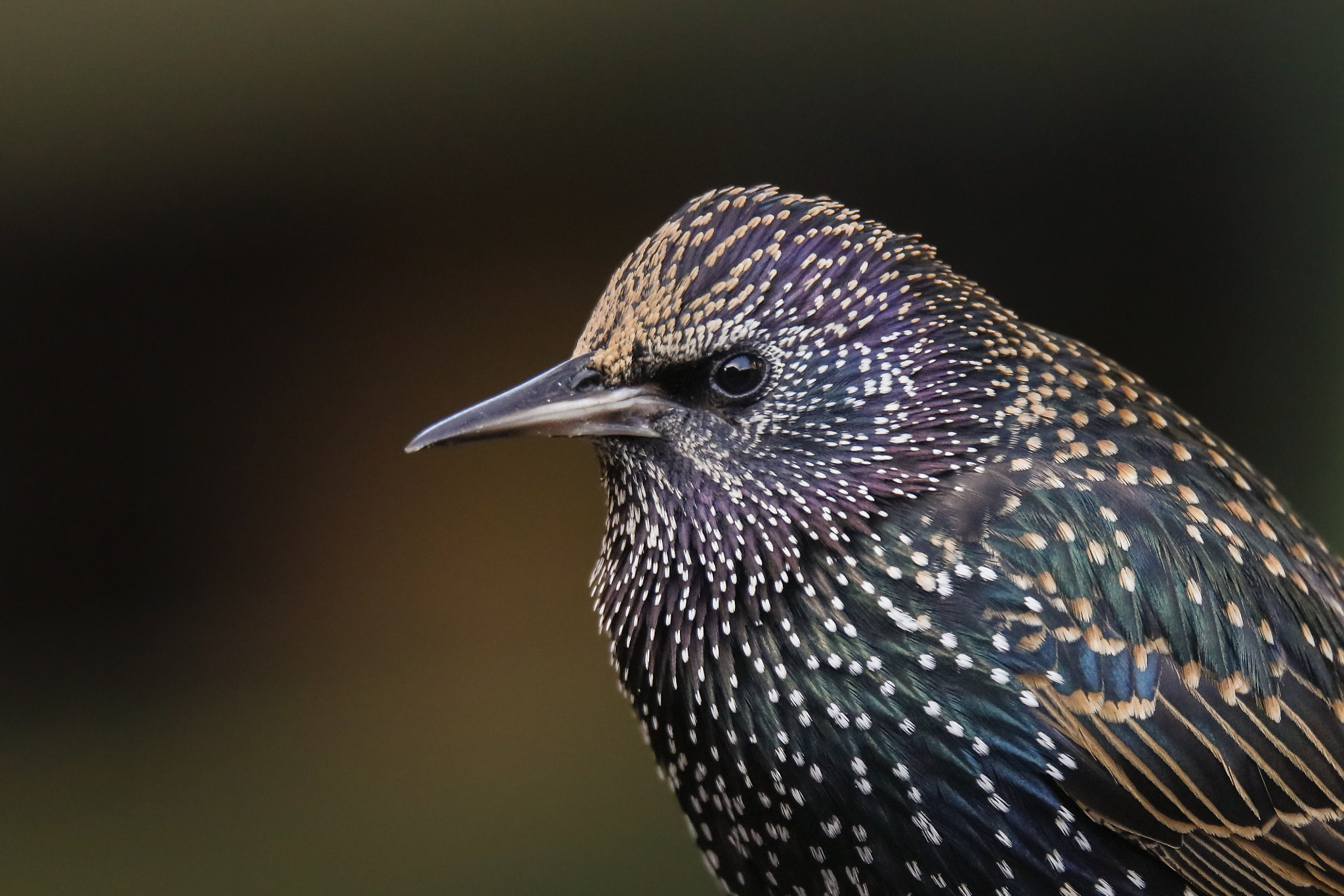 150-600mm F5-6.3 DG OS HSM | Sports 014 sample photo. Starling portret photography