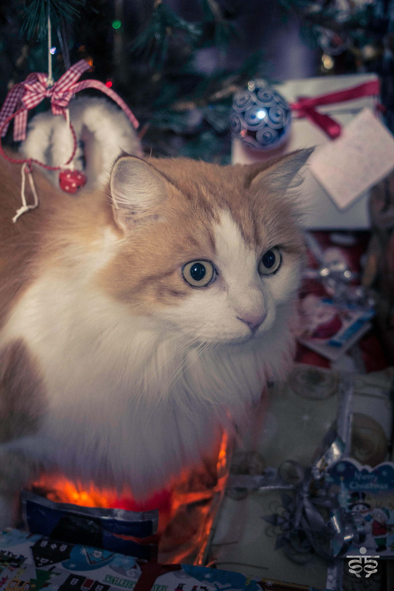 Canon EF 28-80mm f/3.5-5.6 sample photo. Mizzi photography
