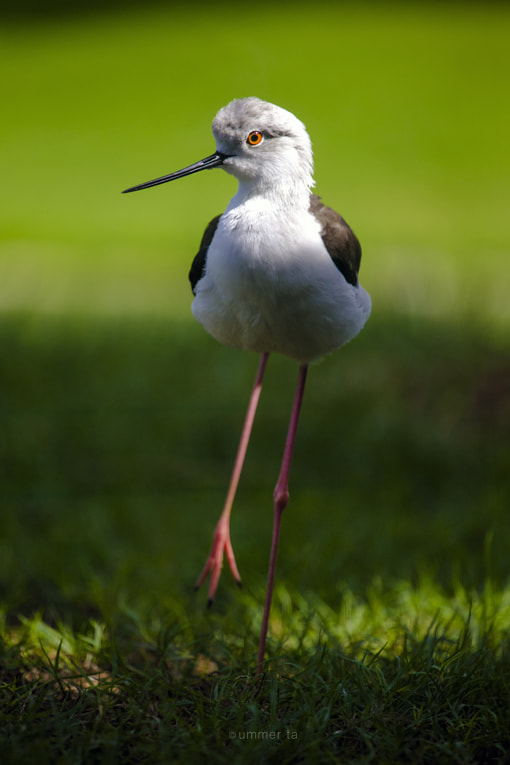 Canon EOS-1D C sample photo. Bird walk photography