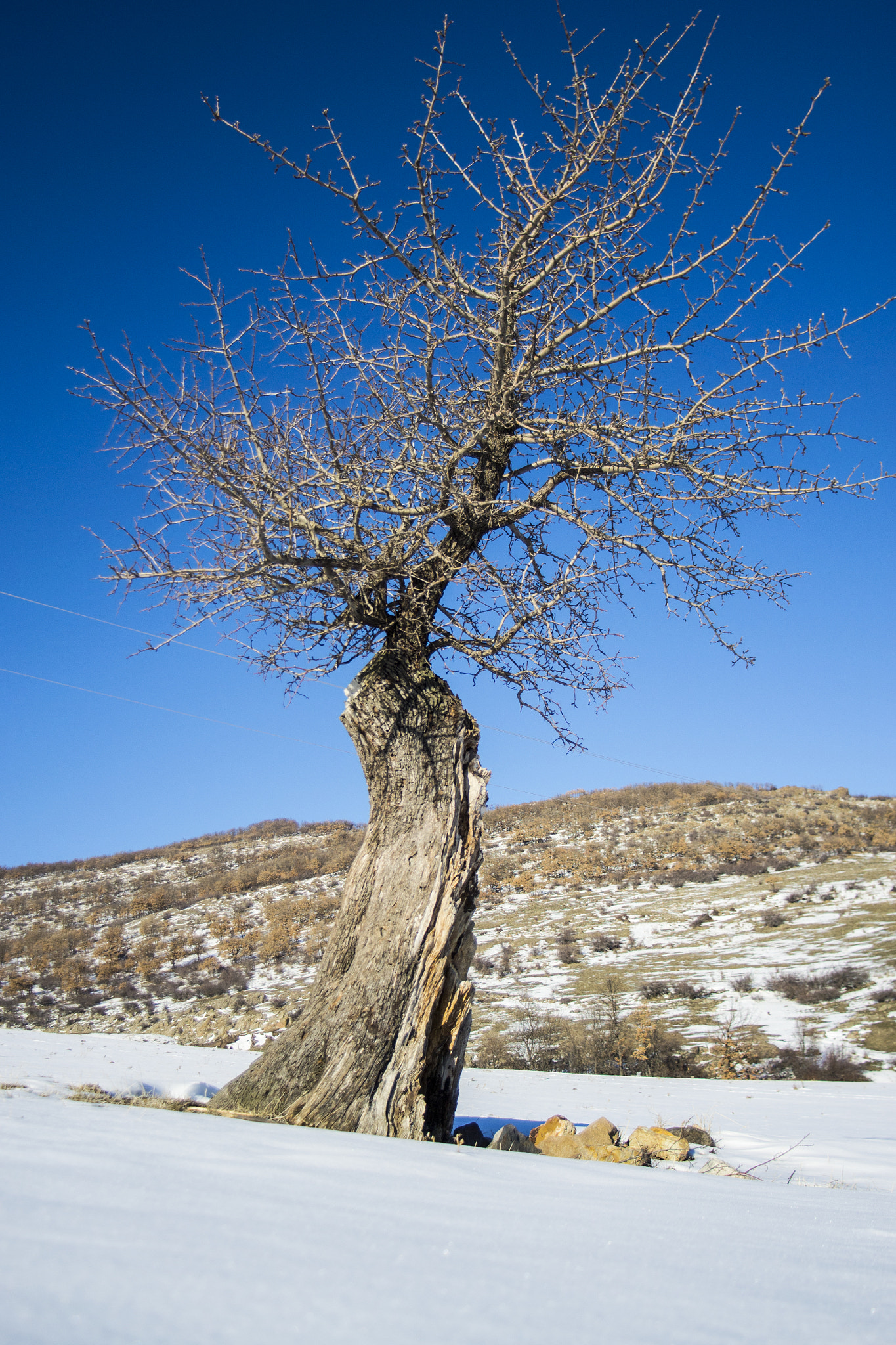 Tamron AF 19-35mm f/3.5-4.5 (A10) sample photo. дървото - живот photography