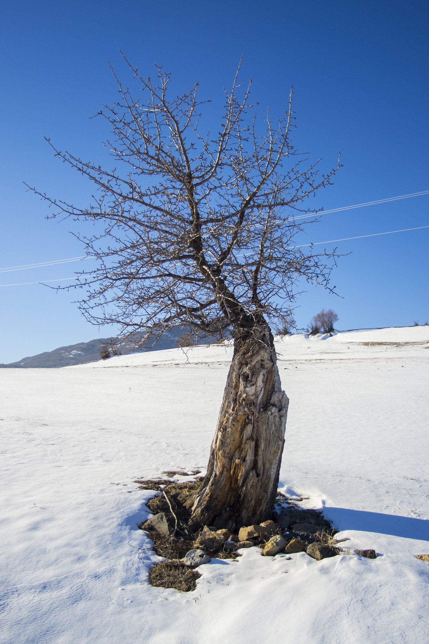 Tamron AF 19-35mm f/3.5-4.5 (A10) sample photo. дървото - живот photography