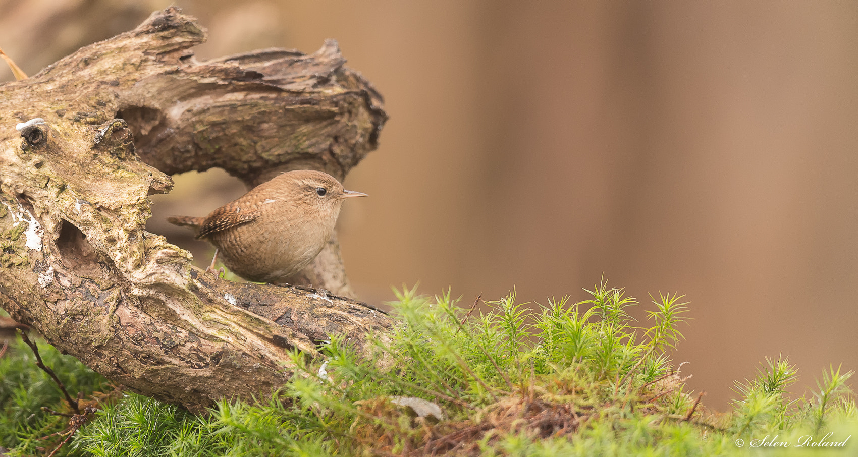 Nikon D4 + Nikon AF-S Nikkor 500mm F4G ED VR sample photo. Winterkoning - wren photography