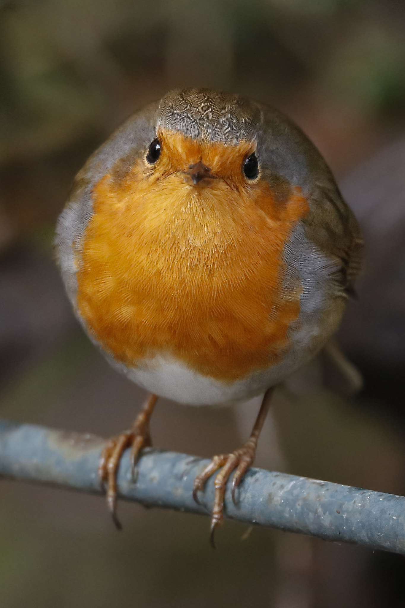 150-600mm F5-6.3 DG OS HSM | Sports 014 sample photo. Robin in the garden photography