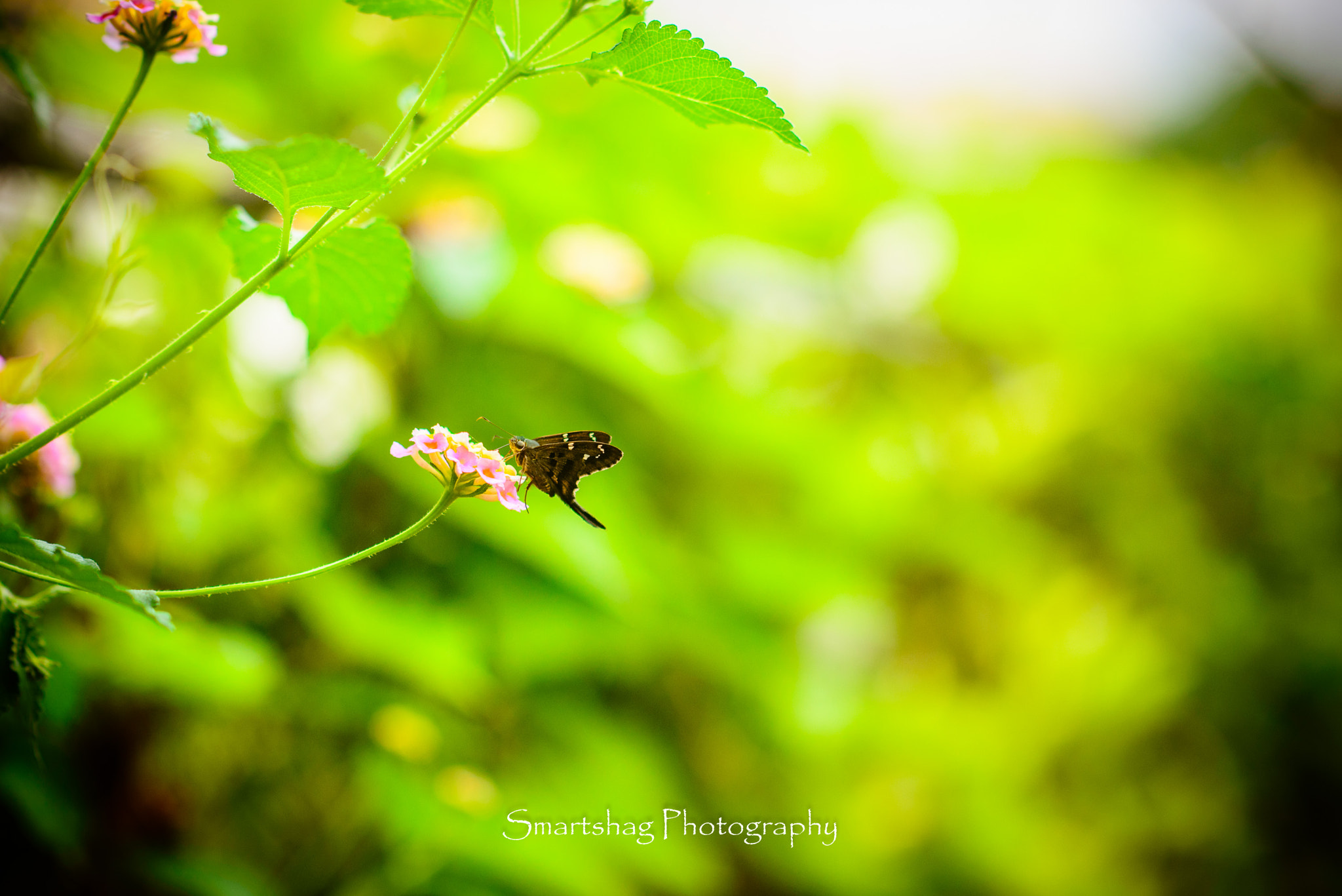 Nikon D610 + Nikon AF-S Nikkor 85mm F1.4G sample photo. Butterfly 1 photography