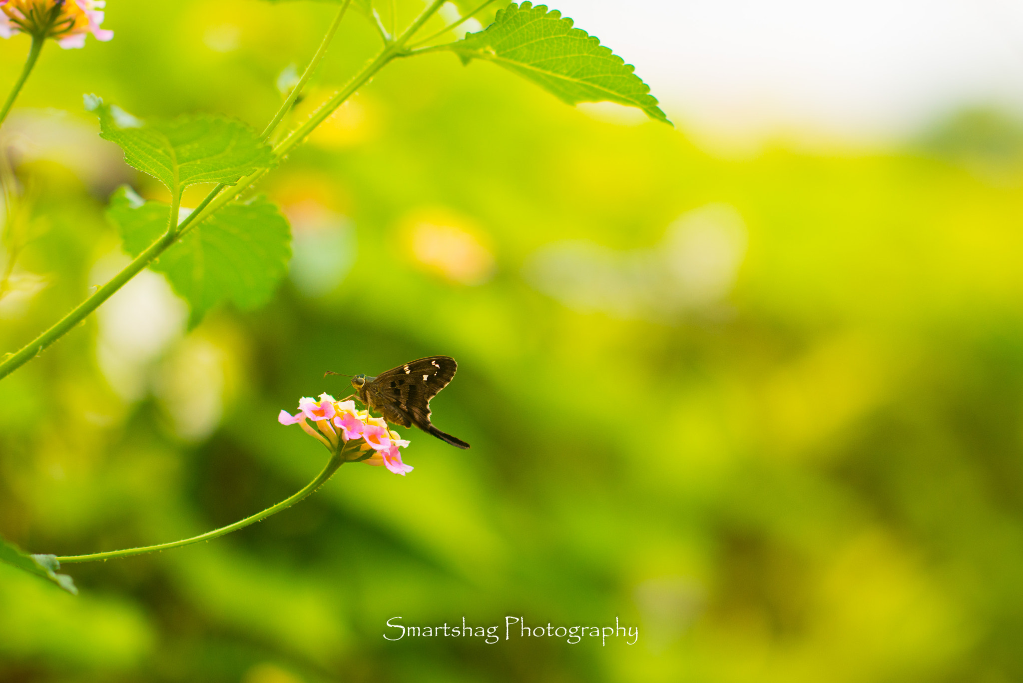 Nikon D610 + Nikon AF-S Nikkor 85mm F1.4G sample photo. Butterfly 1 photography