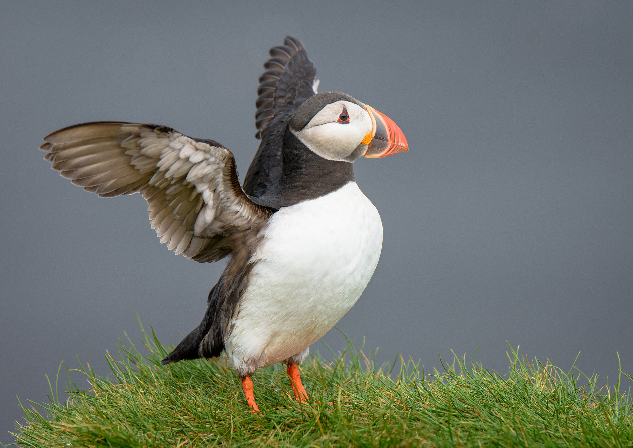 Tamron SP 70-200mm F2.8 Di VC USD sample photo. Icelandic puffin photography