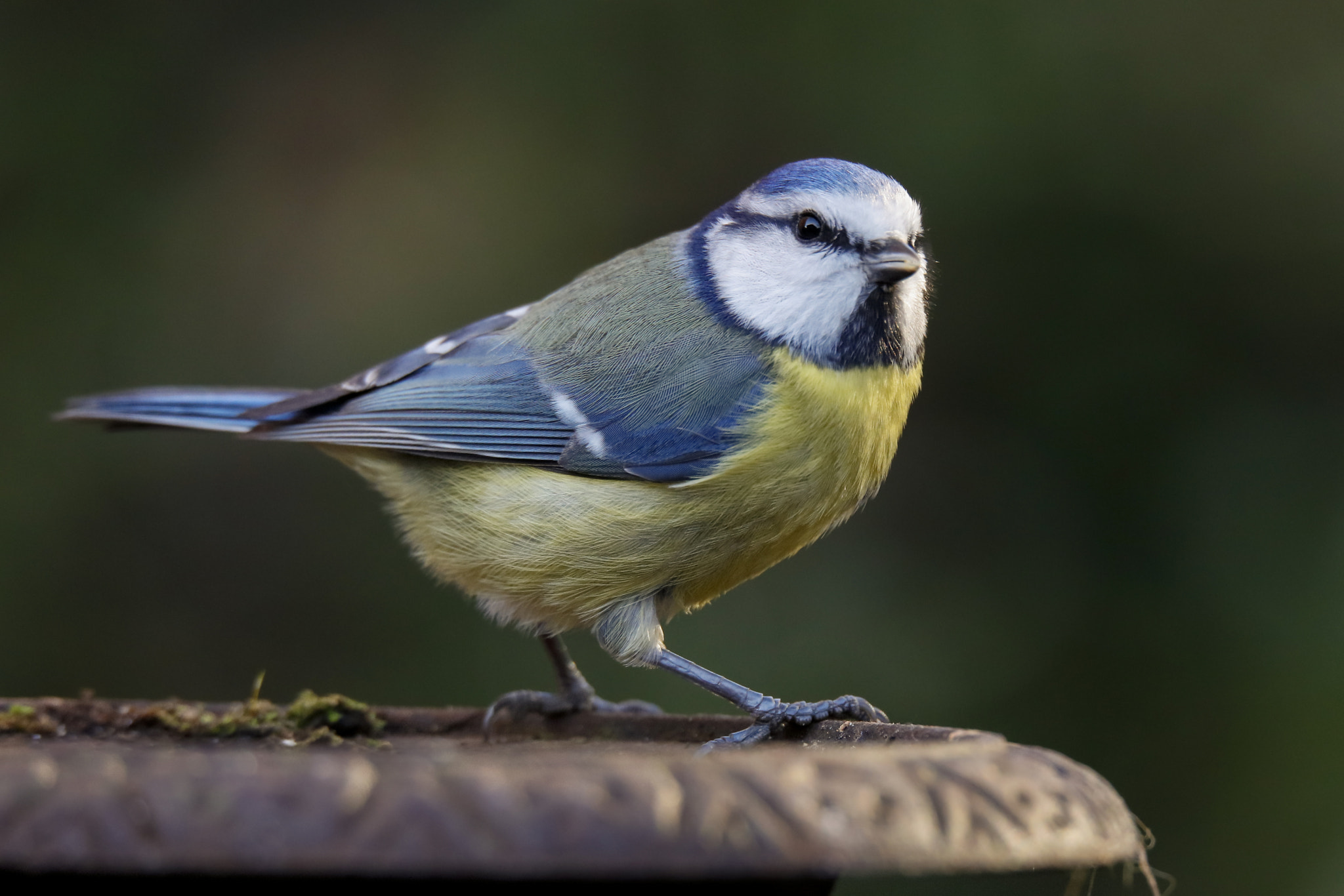 Canon EOS 5DS R + 150-600mm F5-6.3 DG OS HSM | Sports 014 sample photo. Blue tit photography