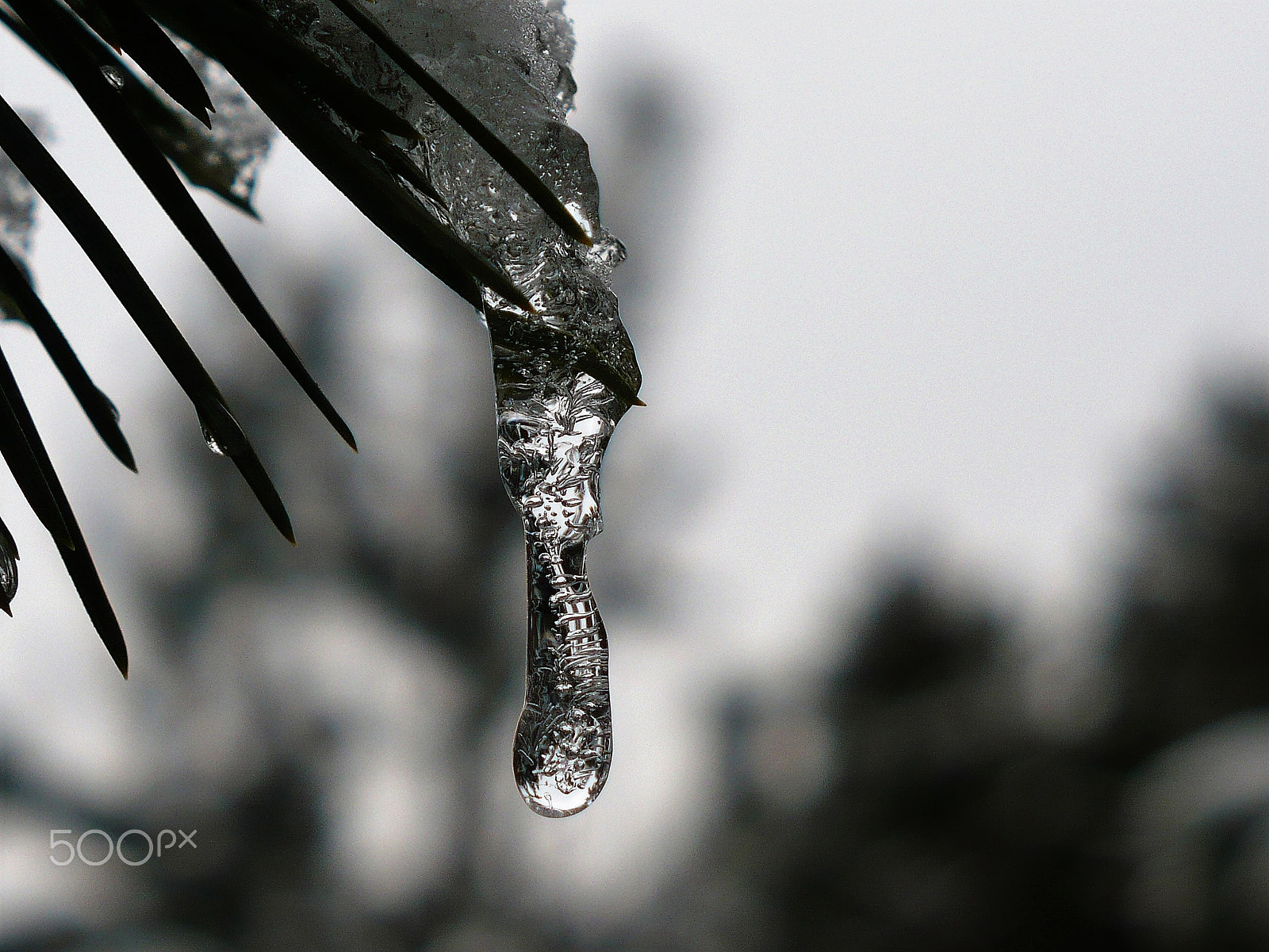 Panasonic DMC-LZ7 sample photo. Icicle photography