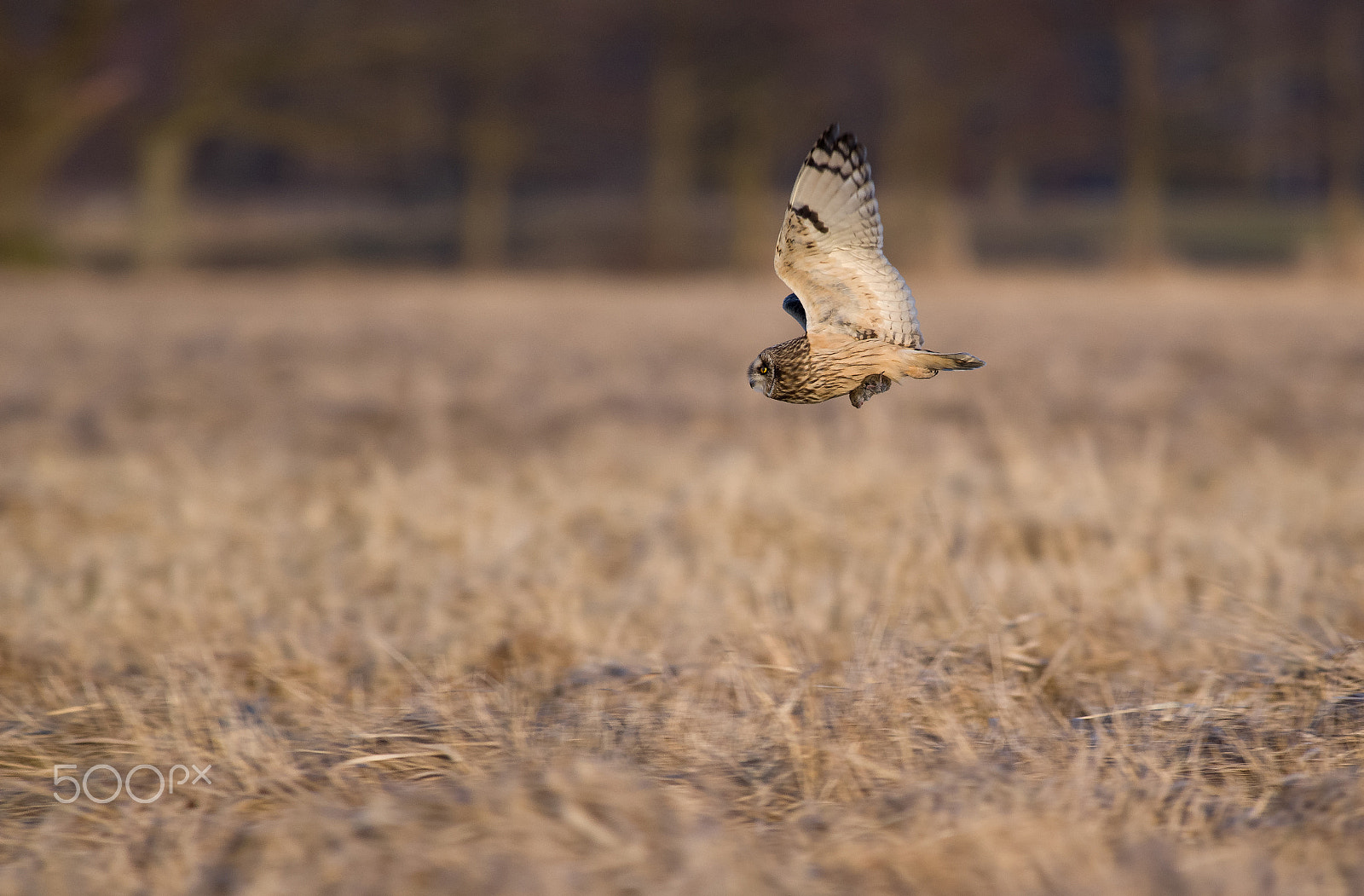 Pentax K-3 sample photo. Successful hunt photography